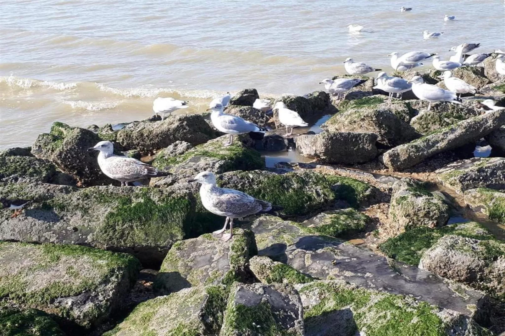 Gulf stream 101-Gebiete Sommer 5 km