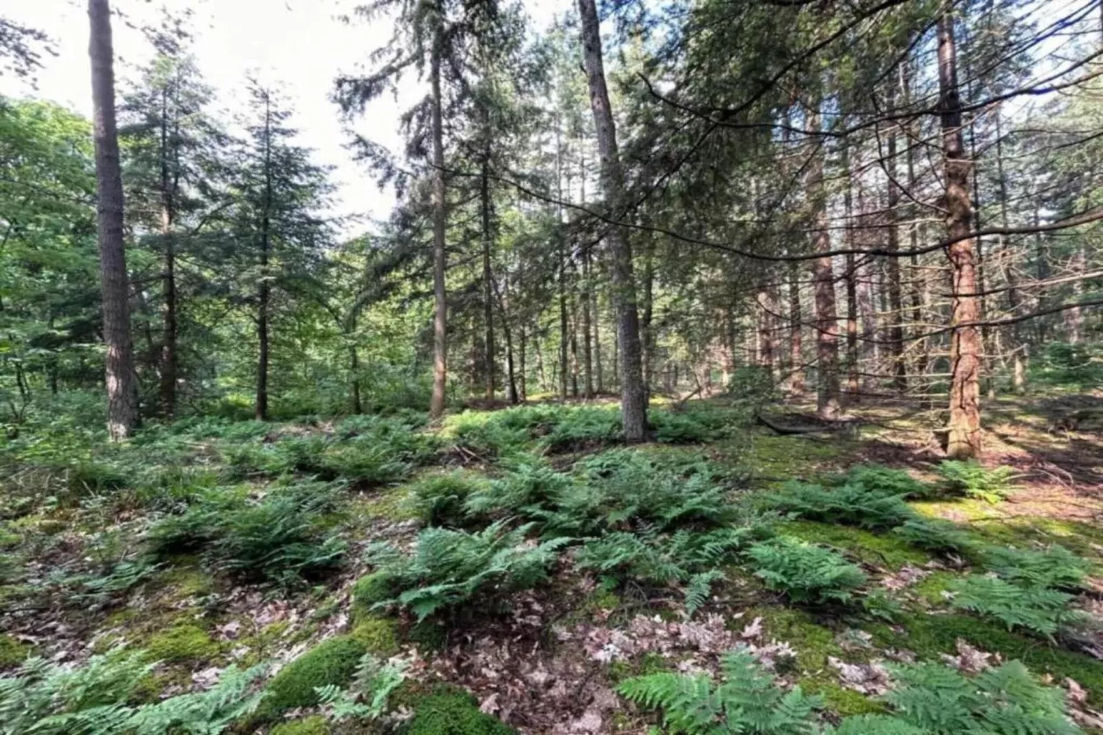 De Weelderik 1-Areas within 20km in summer