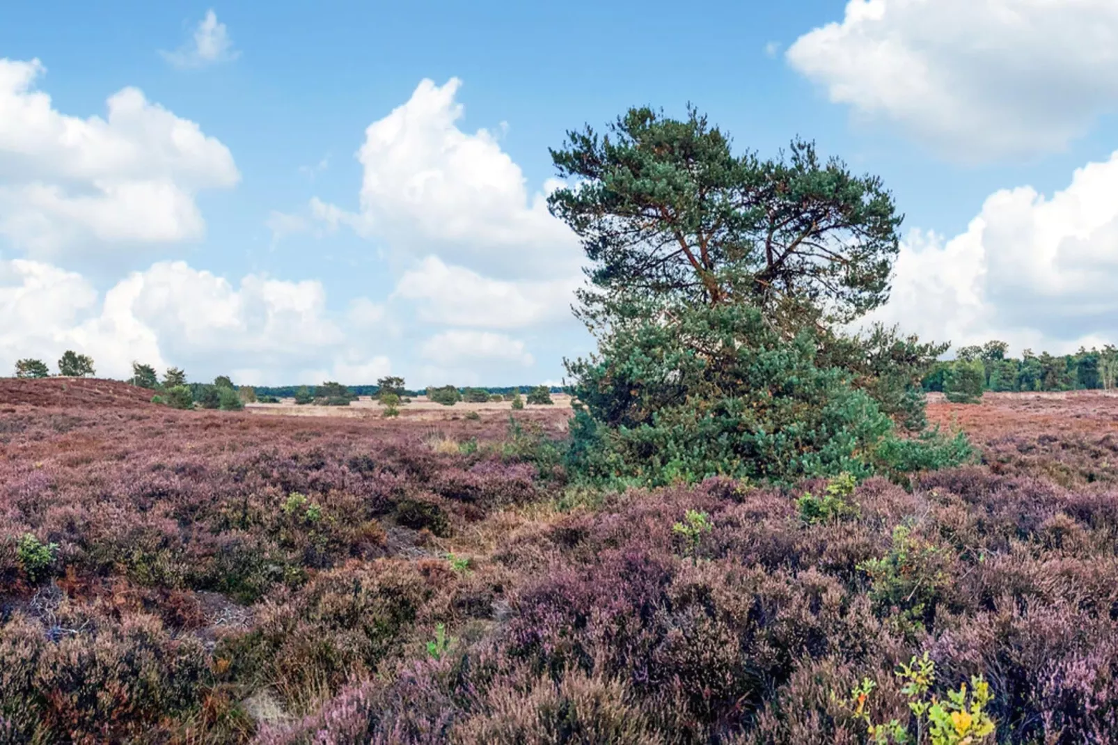 Dwergarend 17-25 - Gebiete Sommer 20 km