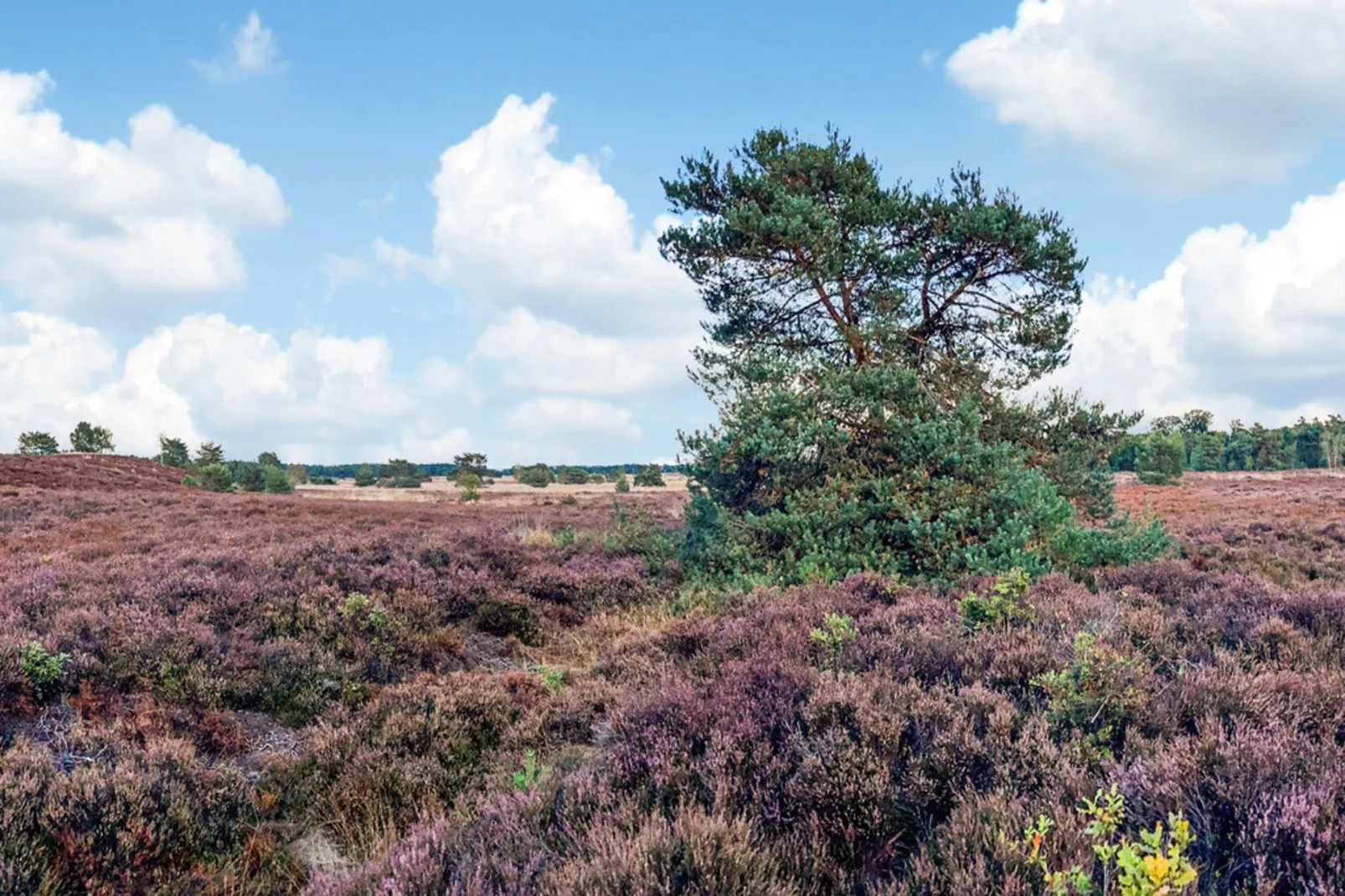 Dwergarend 17-34 - Areas within 20km in summer