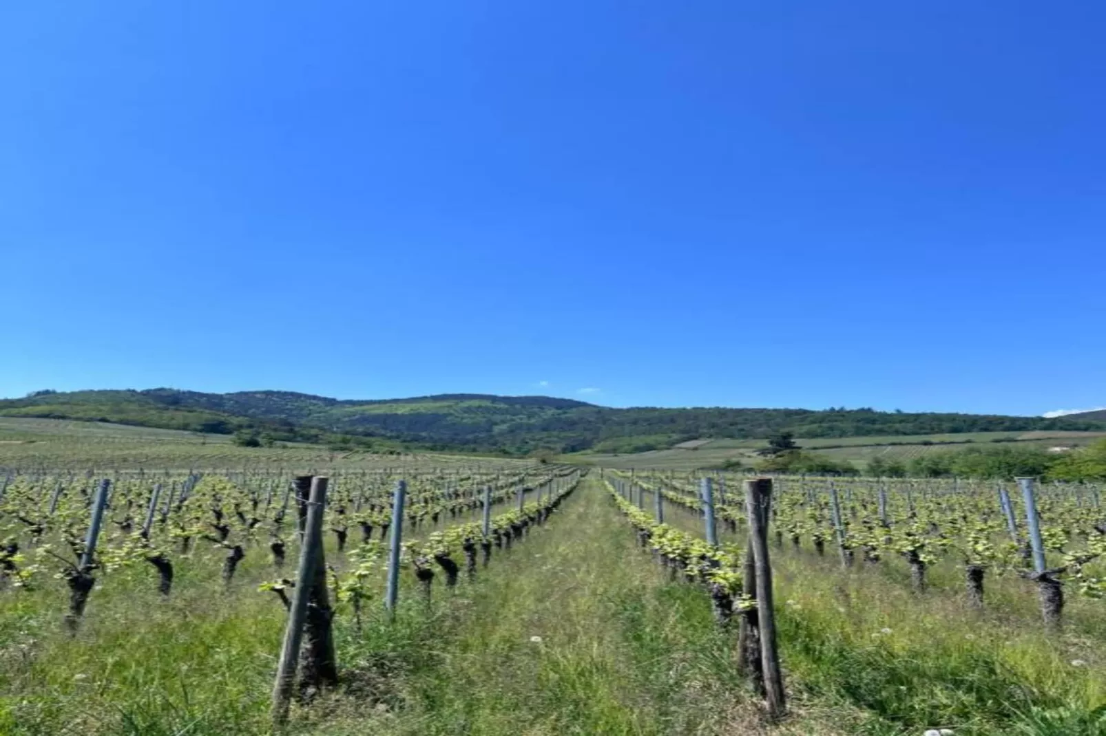 Magnifique Appartement Alsacien-Areas within 20km in summer