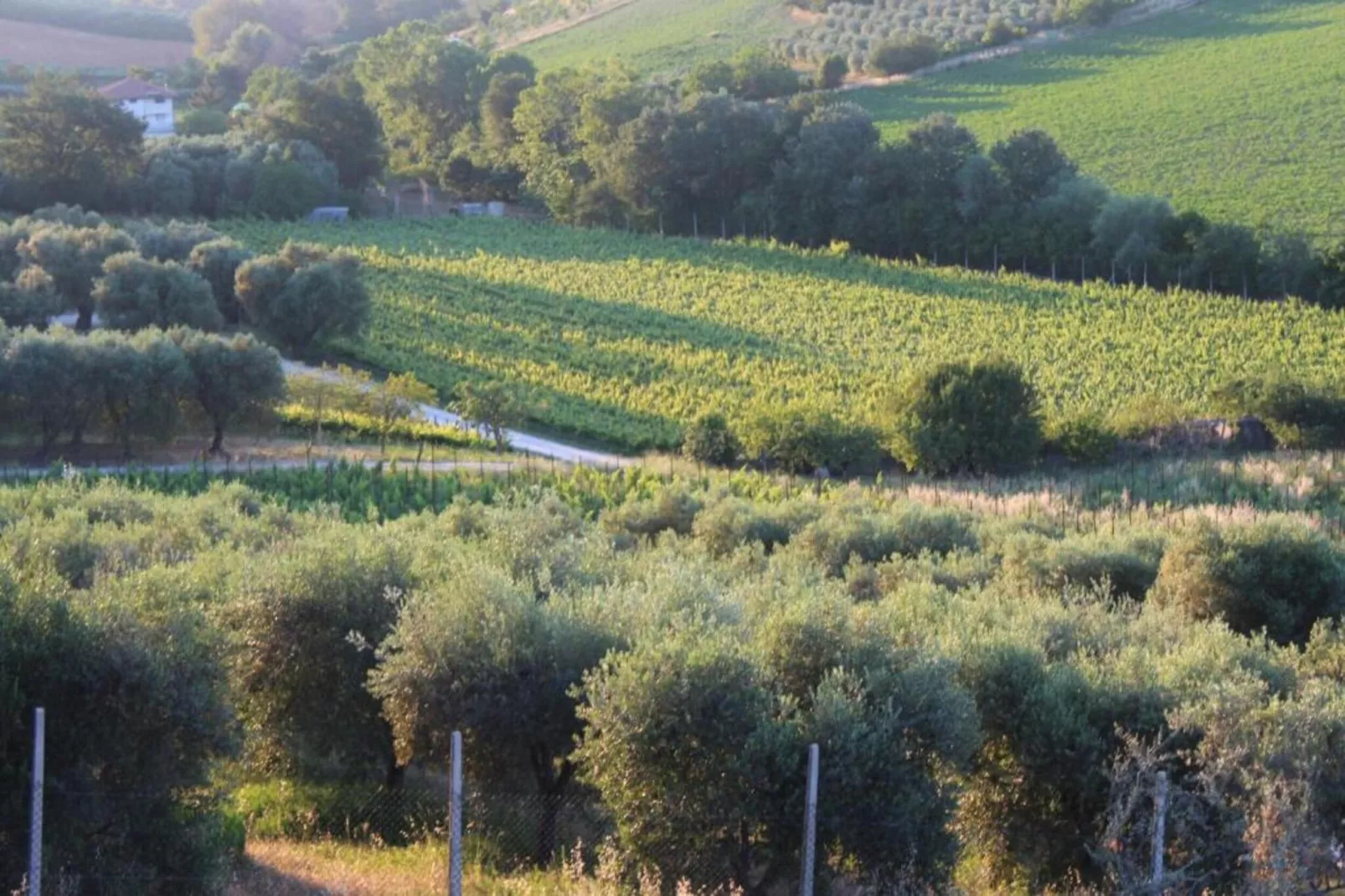 Vino-Areas within 20km in summer