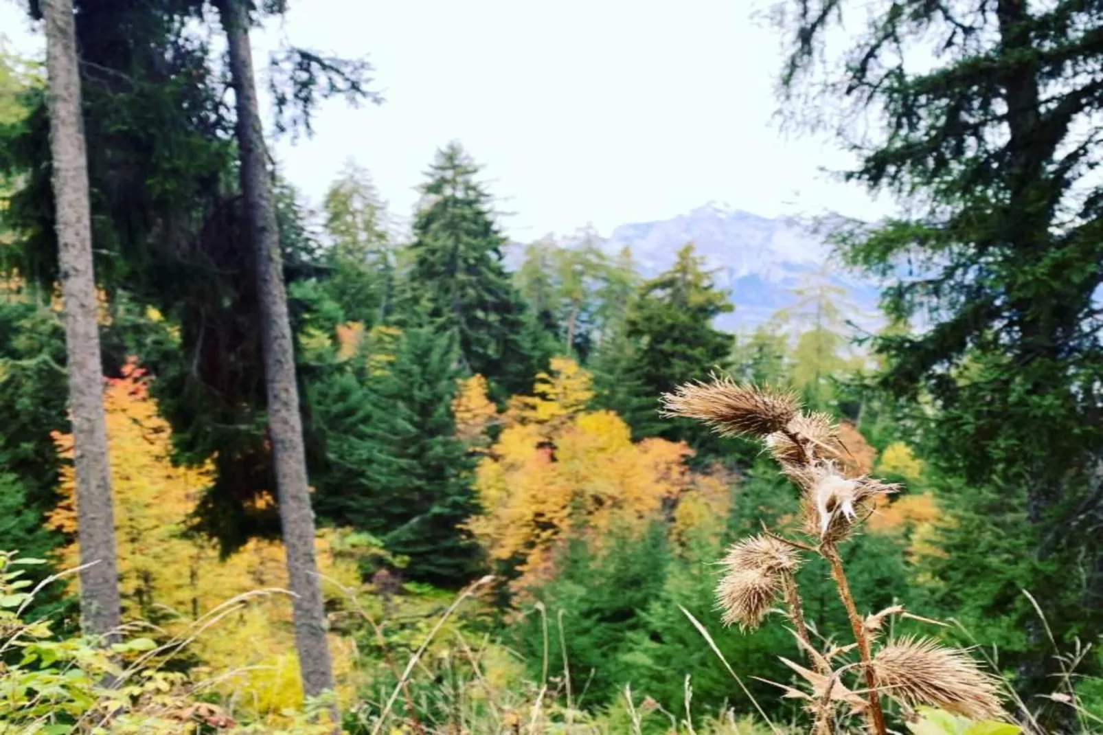 Fontanettaz V 014 - MOUNTAIN apartment 4 pers-Gebiete Sommer 20 km