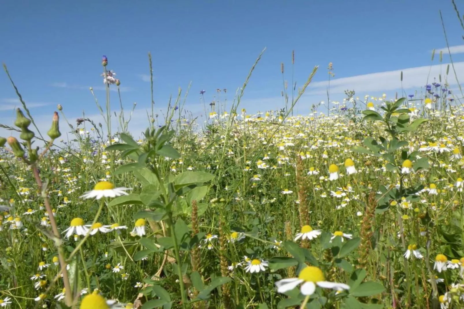 Macray La Colline aux Framboises-Areas within 20km in summer