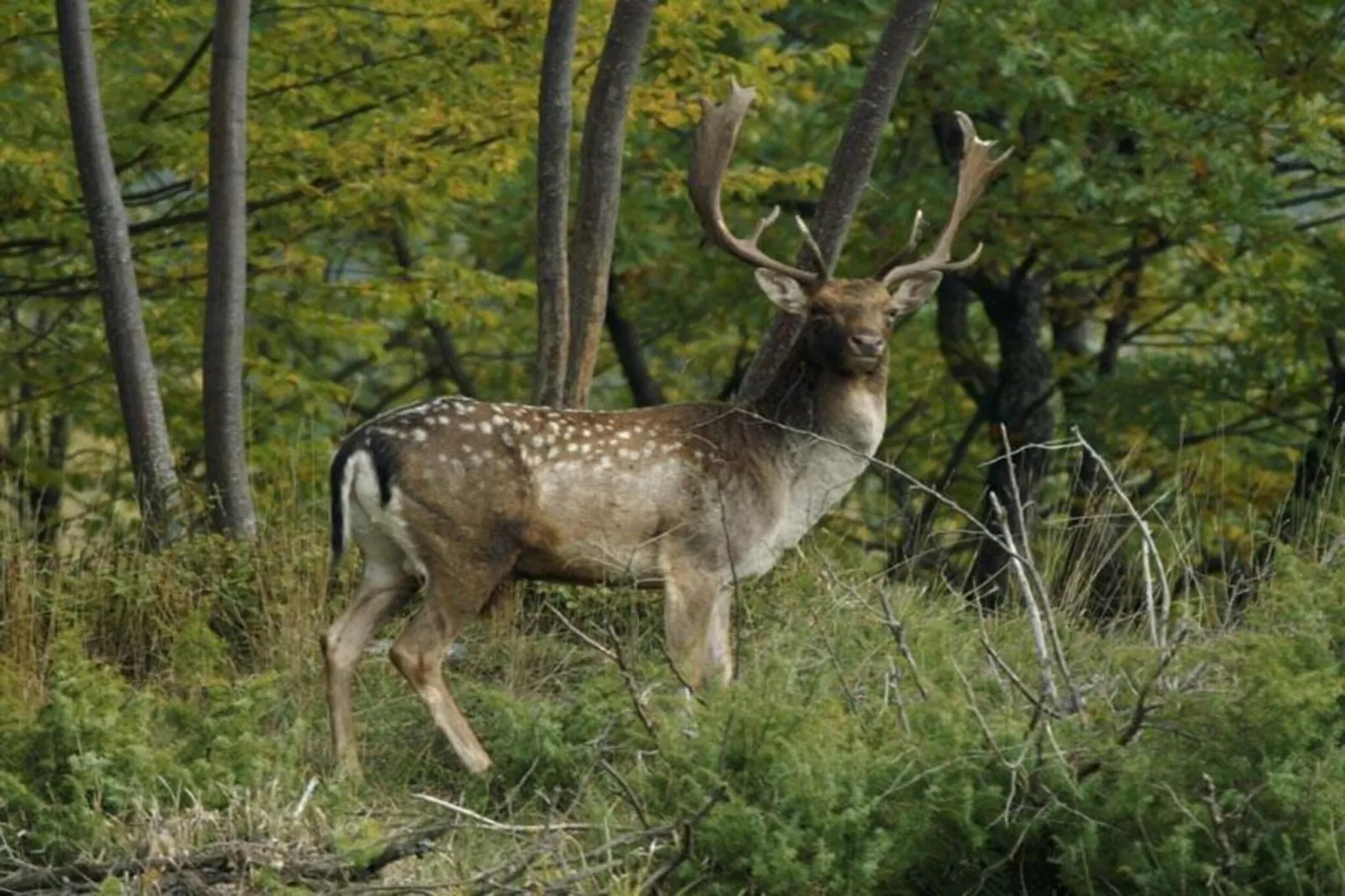 Lodge des Fagnes-Areas within 20km in summer