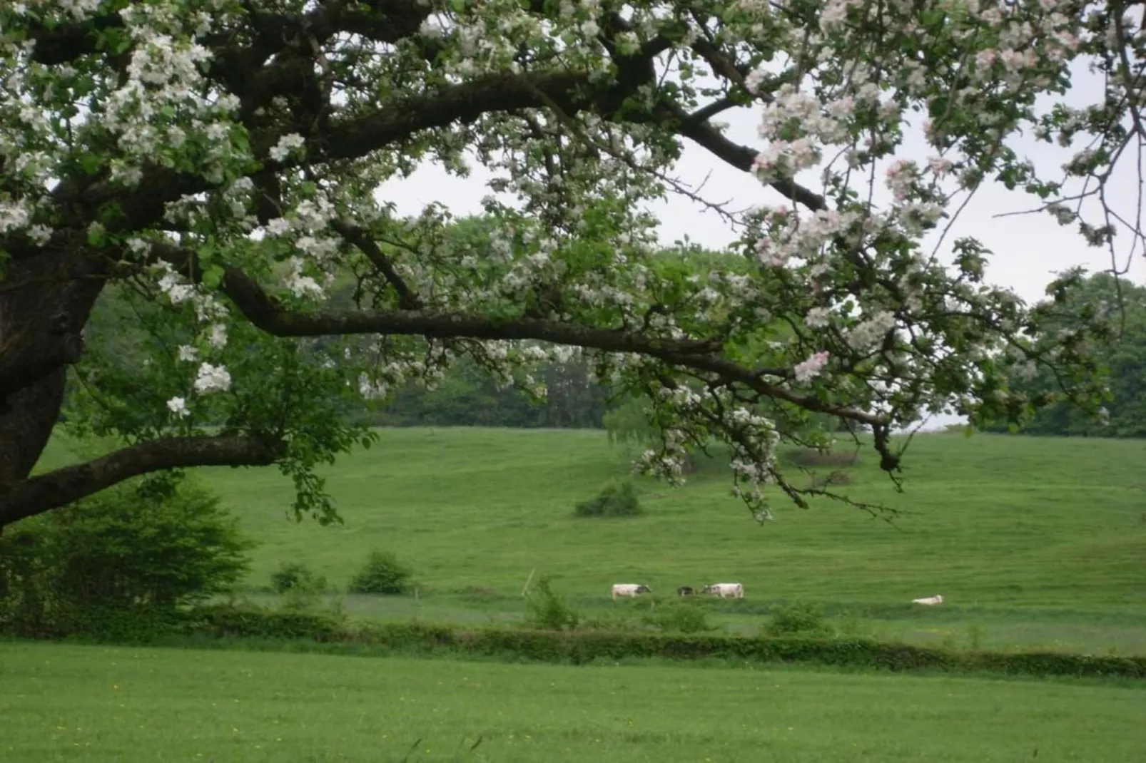 Boskant-Areas within 20km in summer