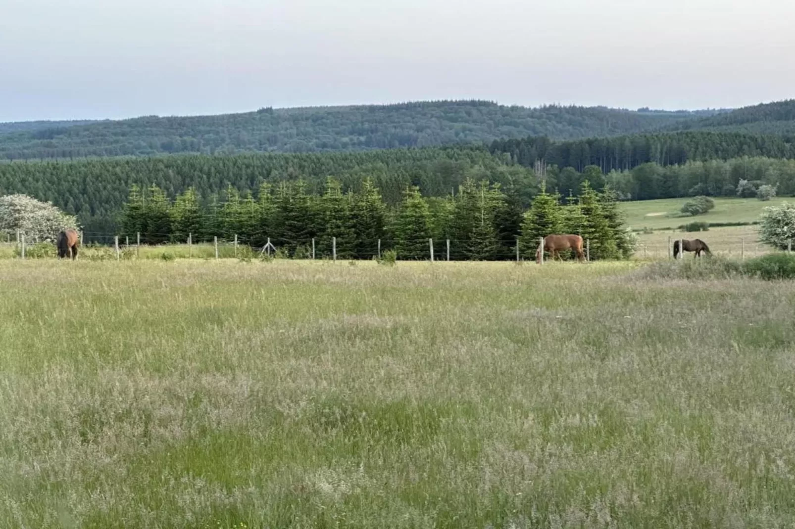 Petit Wilogne-Areas within 5km in summer
