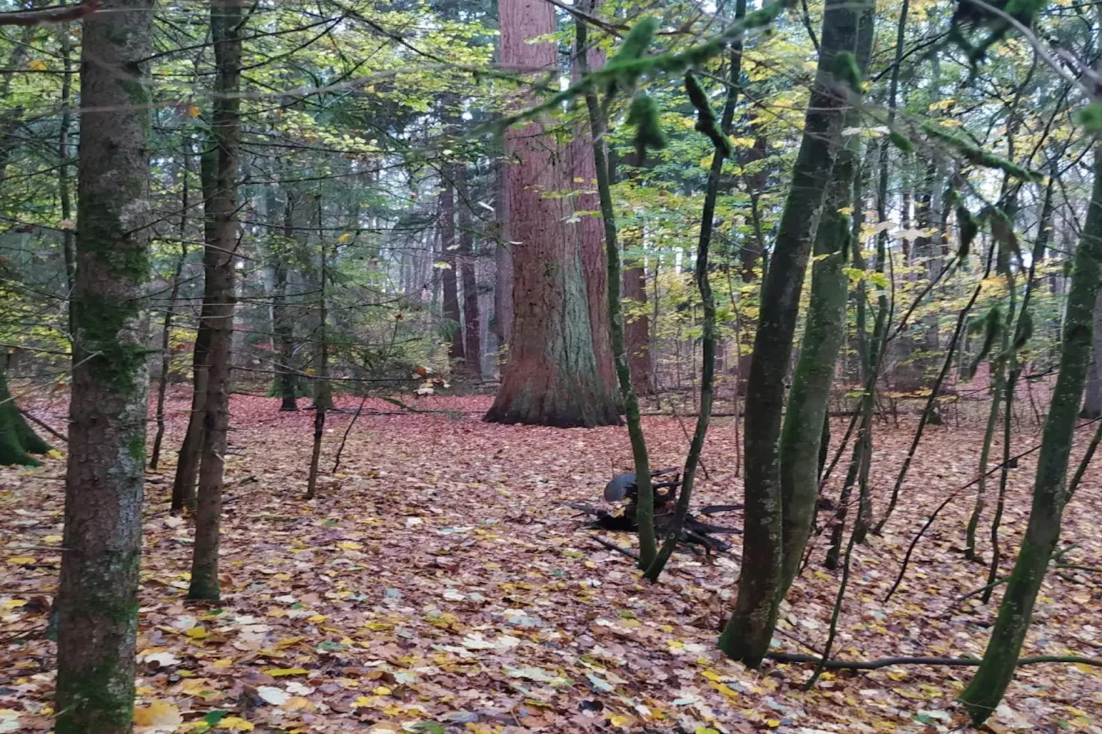 Chalet - 3 Personen-Areas within 20km in summer