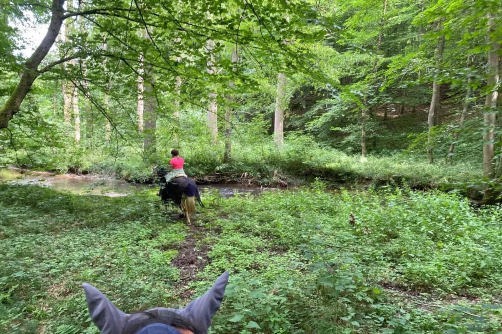Im Teutoburger Wald-Gebiete Sommer 5 km