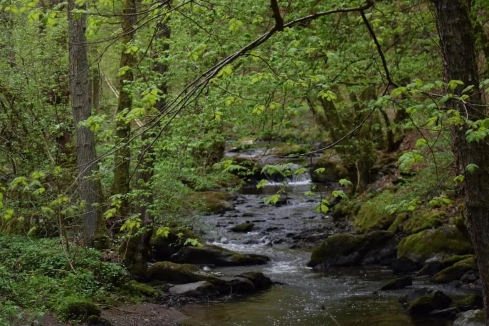 Schwalbennest-Areas within 5km in summer