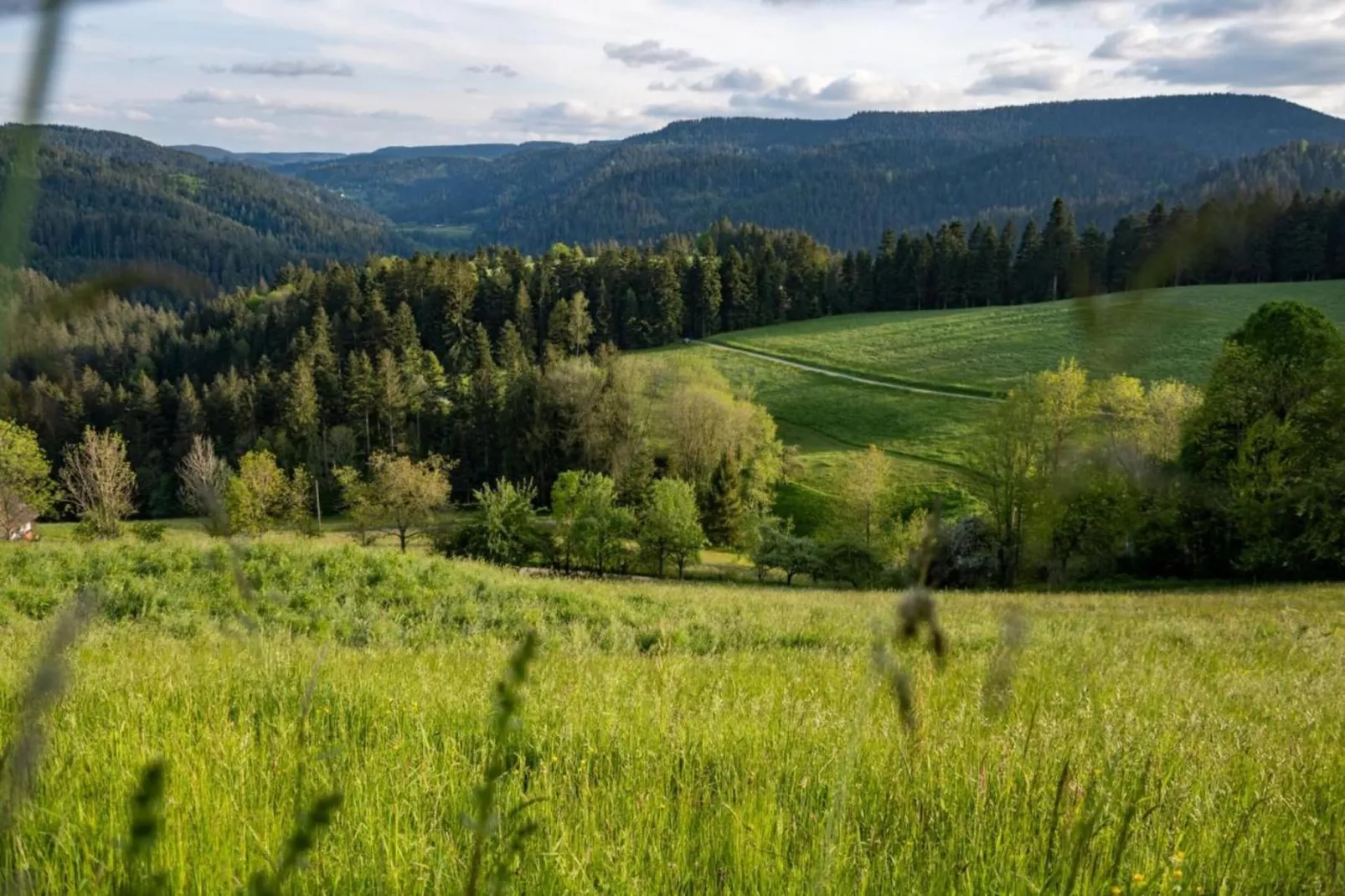 Schwarzwald-Gebiete Sommer 20 km