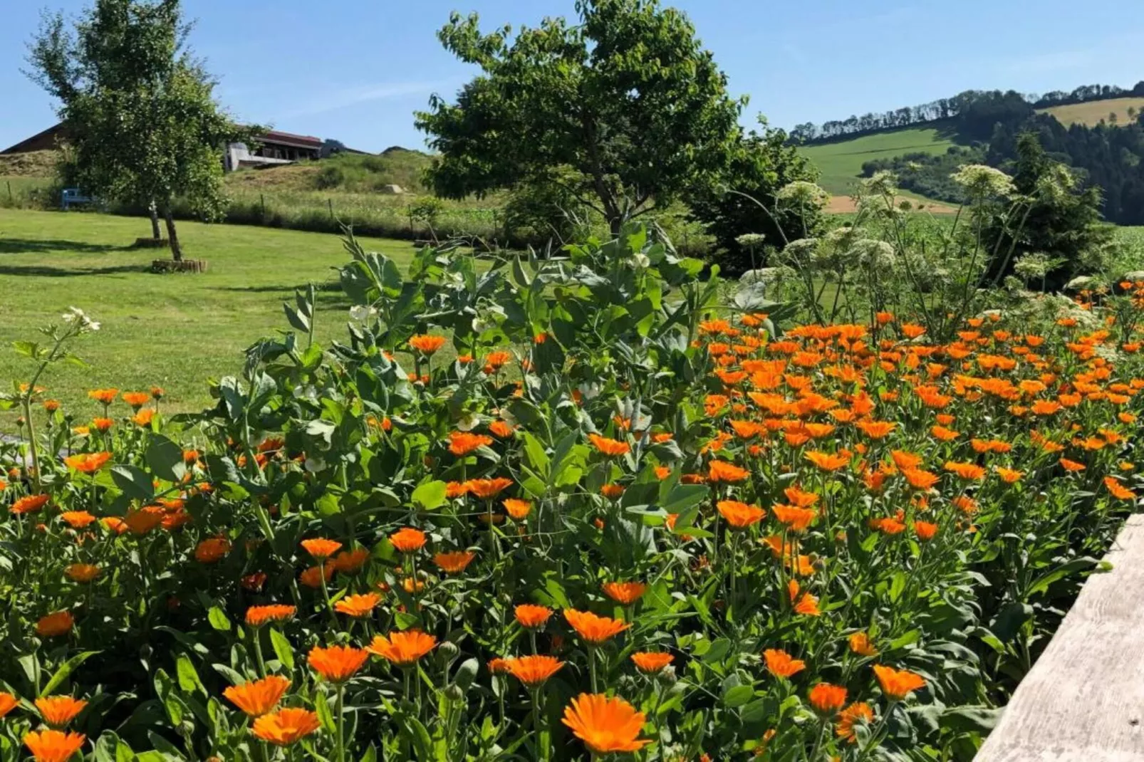 Vakantiepark Jägerwiesen 1-Gebiete Sommer 20 km