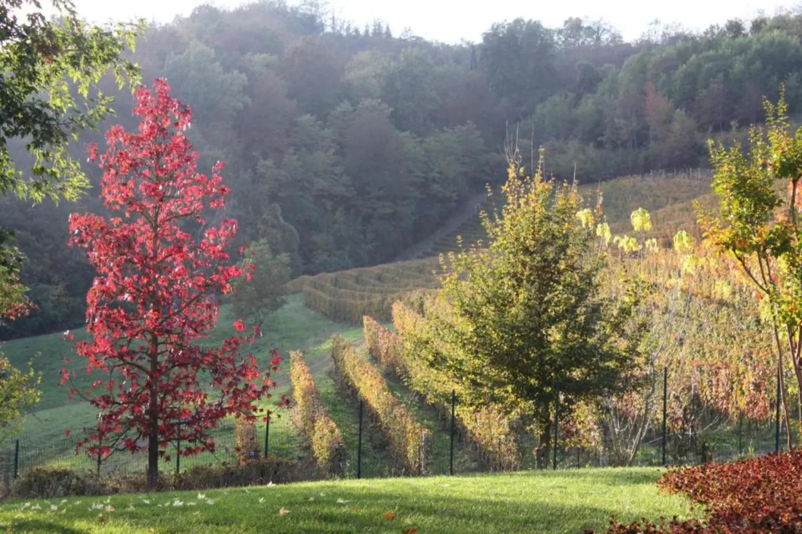 Niella-Areas within 20km in summer
