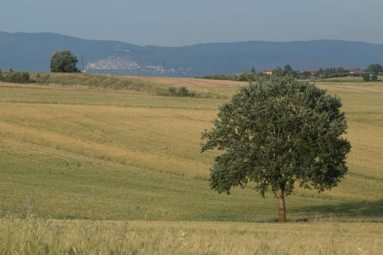 Cicerchia-Areas within 20km in summer