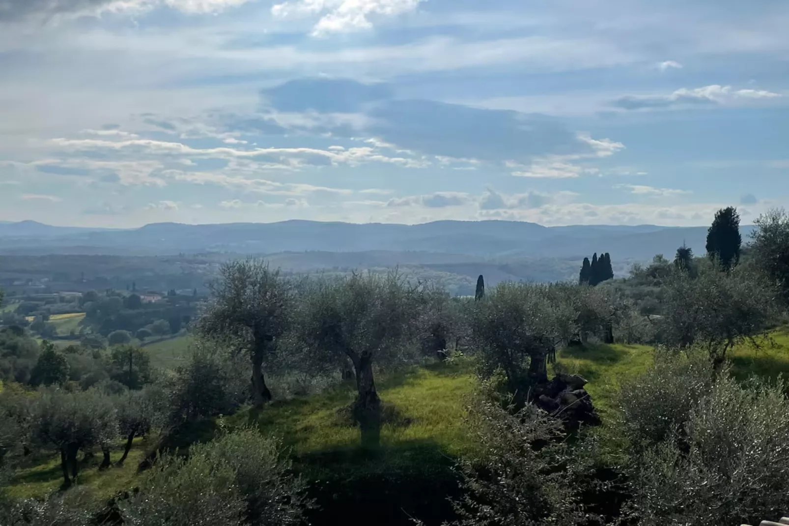 Paulonia-Areas within 20km in summer