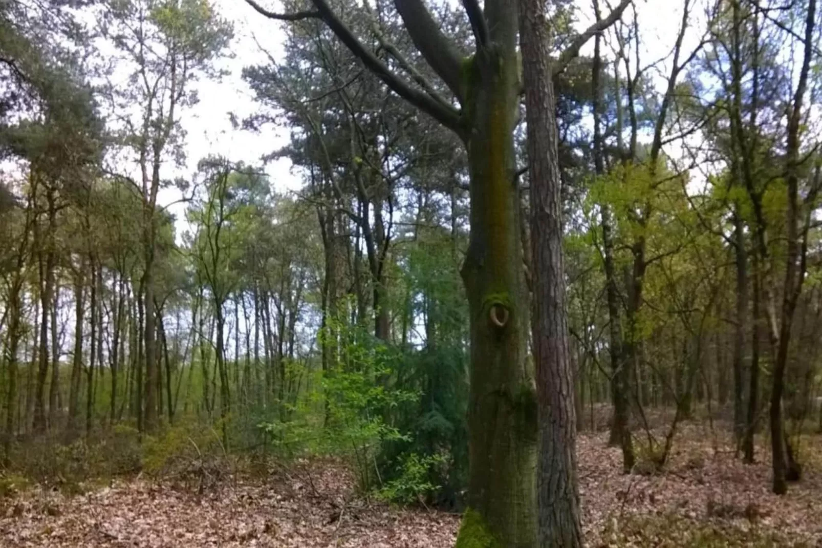 Parc de Kievit 3 - Areas within 20km in summer