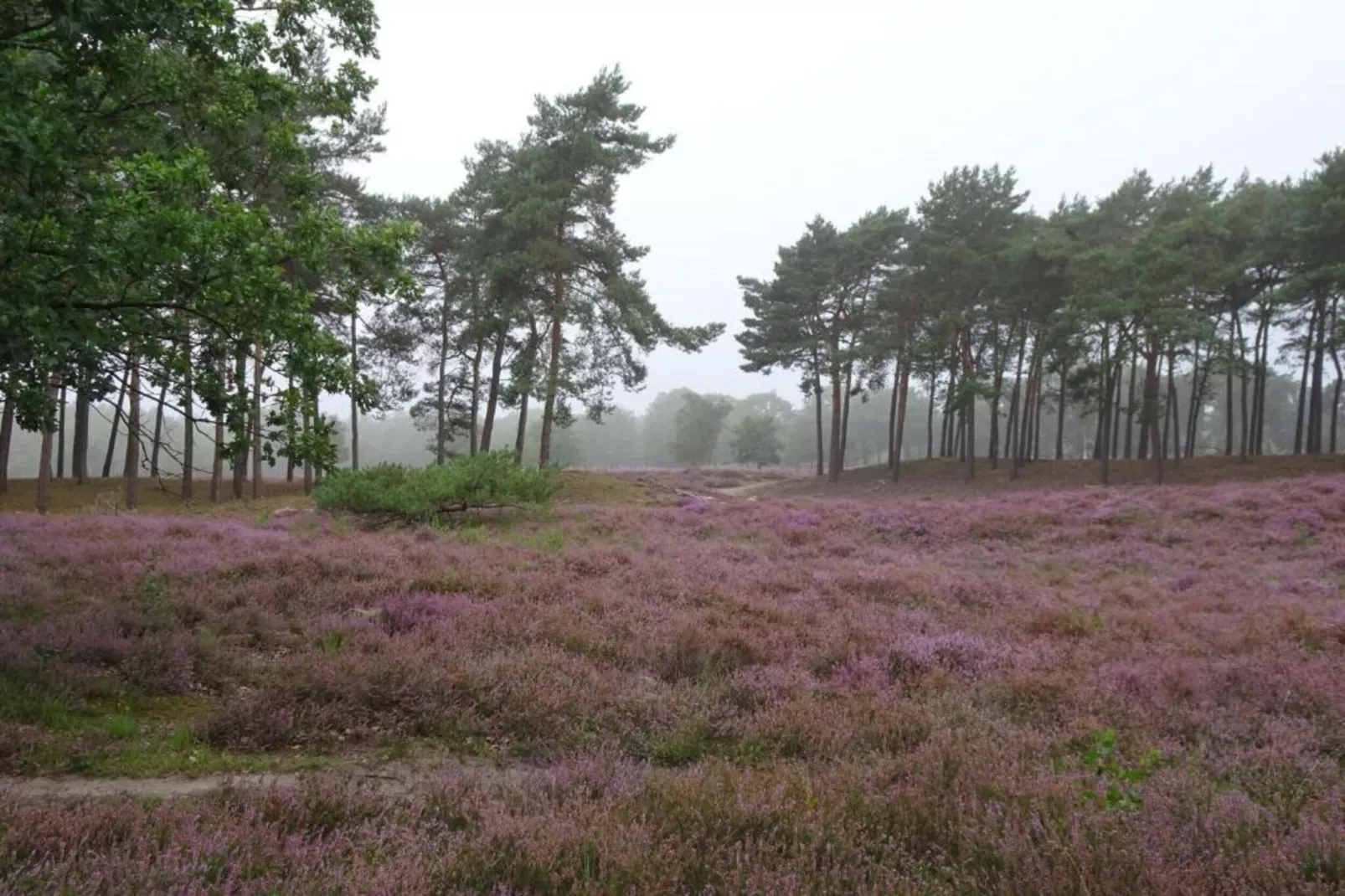 Vakantiepark Schaijk 7-Gebiete Sommer 5 km