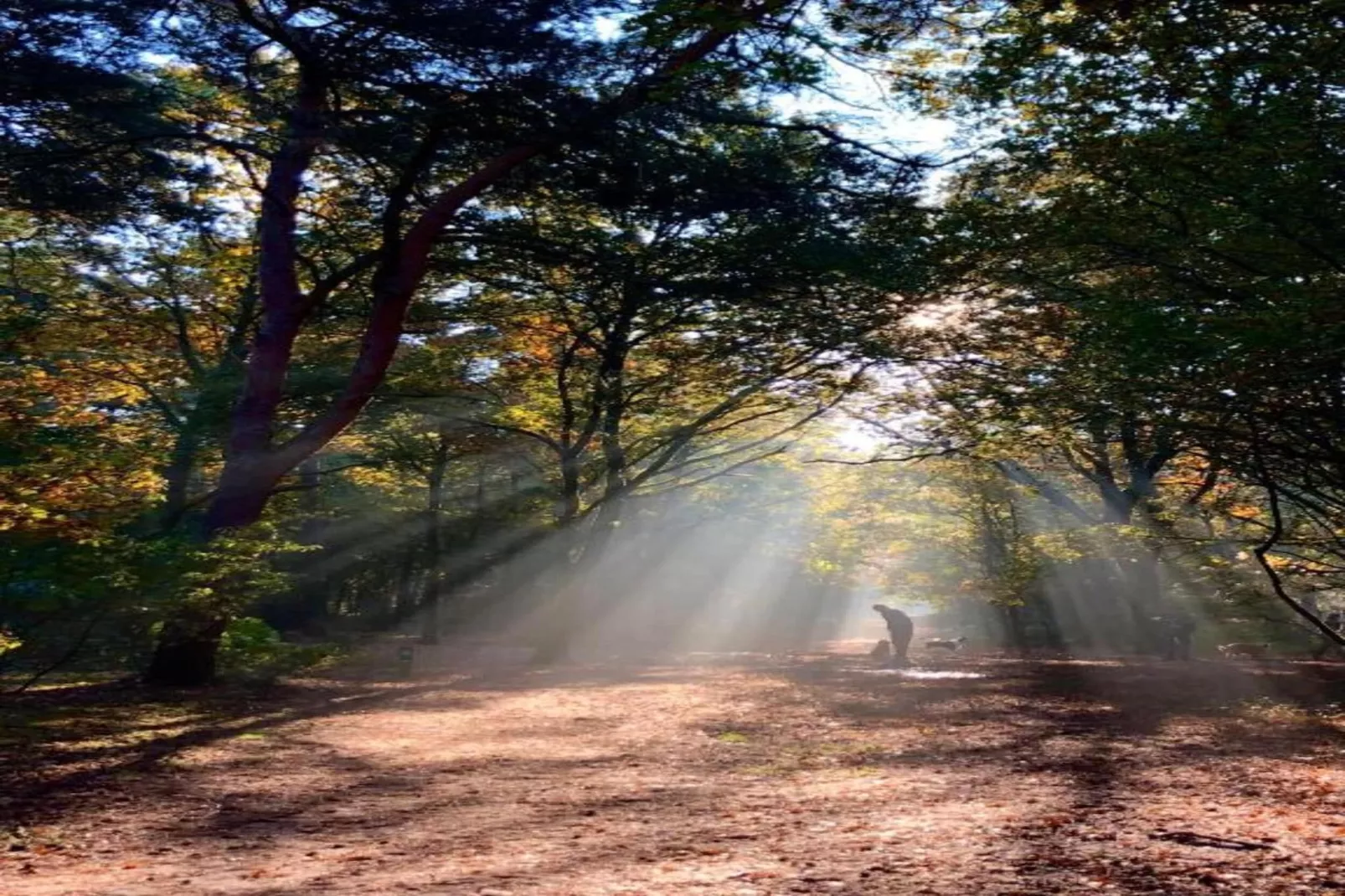 Bospark 't Wolfsven 15-Zones été à 5 km