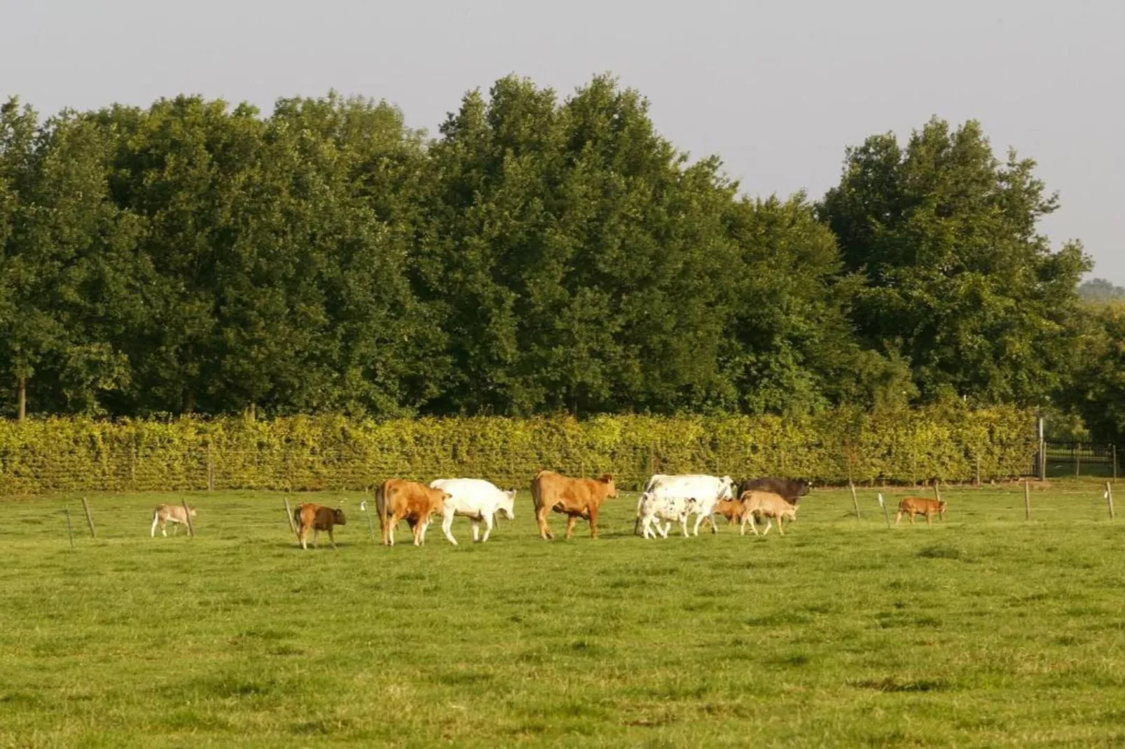 Resort Mooi Bemelen 9-Areas within 20km in summer
