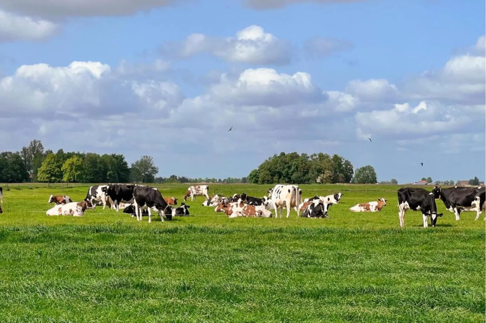 Friese Meren Villa's 18-Areas within 20km in summer