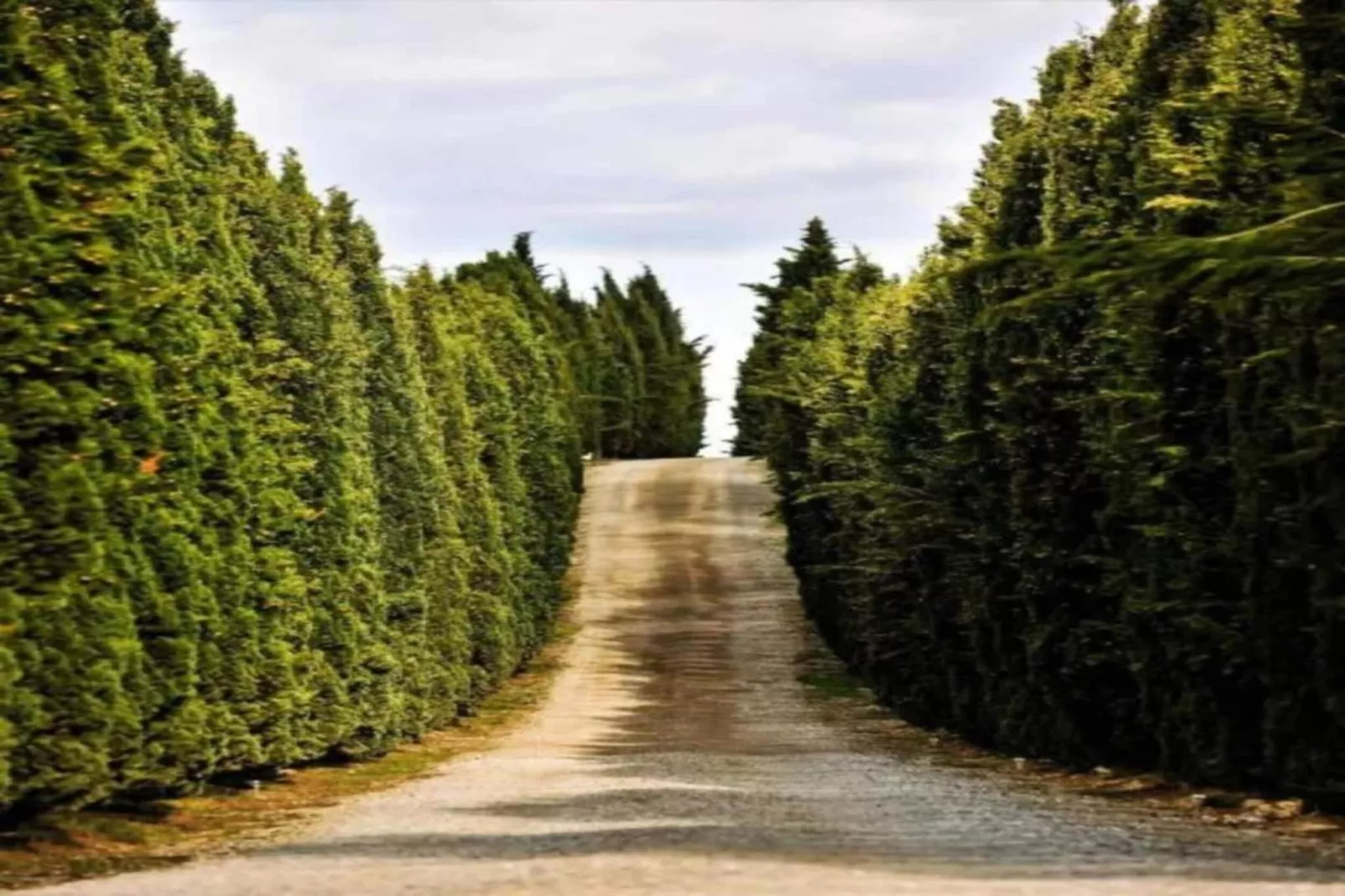 Lyts Sypenstien-Areas within 5km in summer