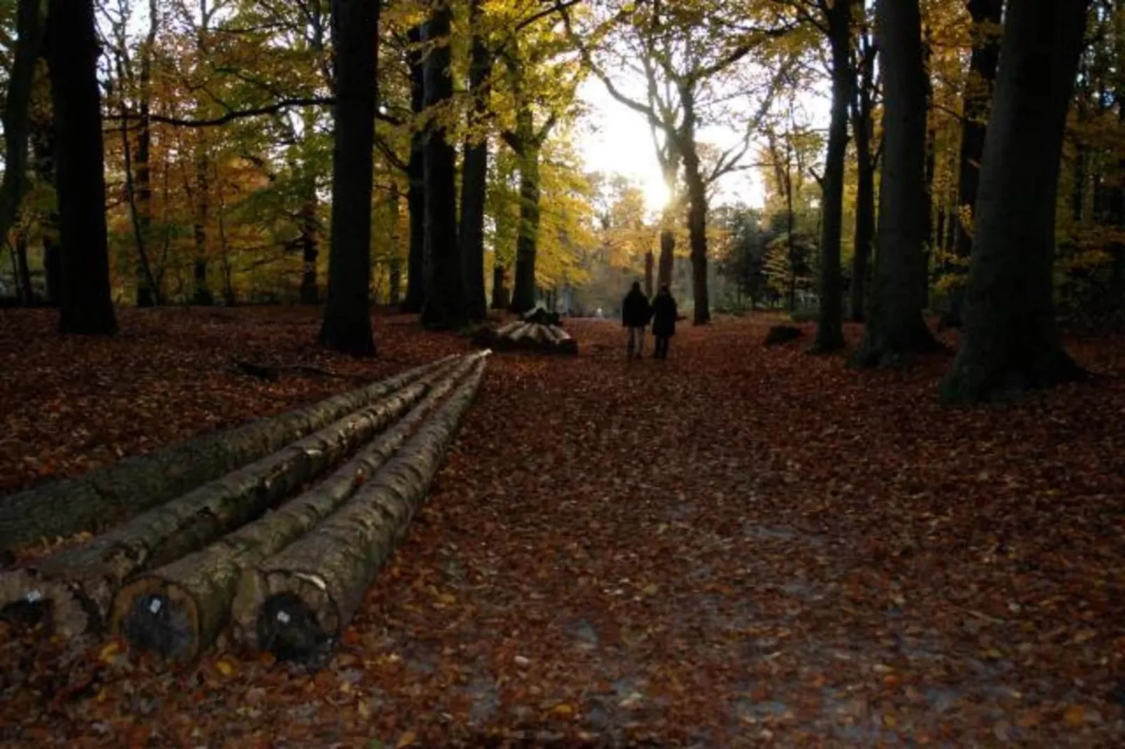 De Meerkoet-Areas within 5km in summer