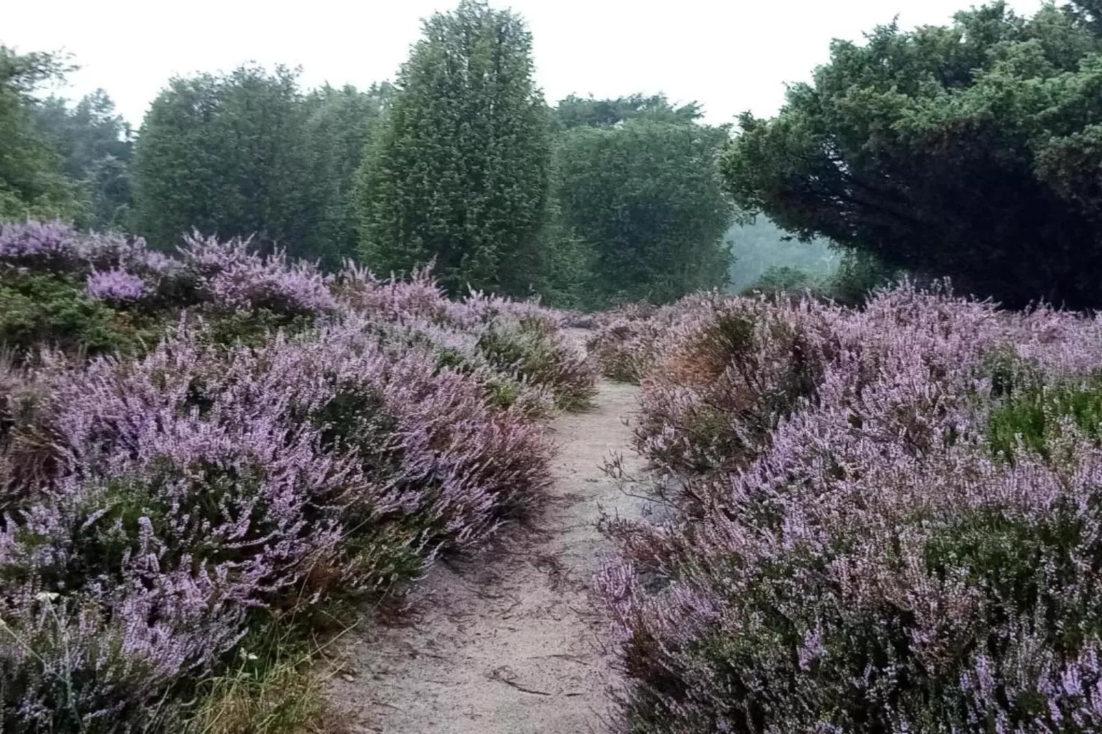 De Drentsche Patrijs-Areas within 20km in summer