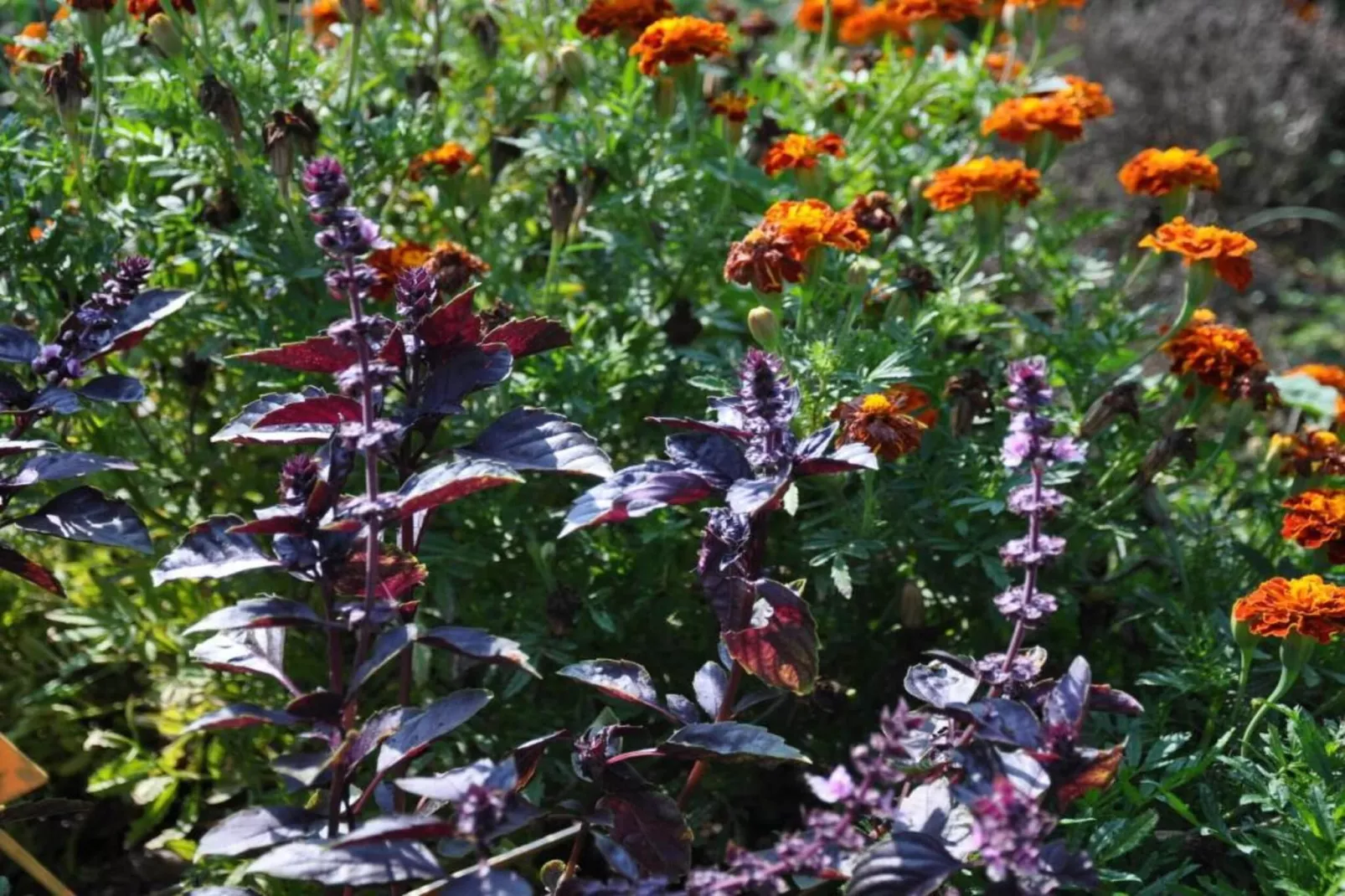 La Queue du Loup-Zones été à 20 km