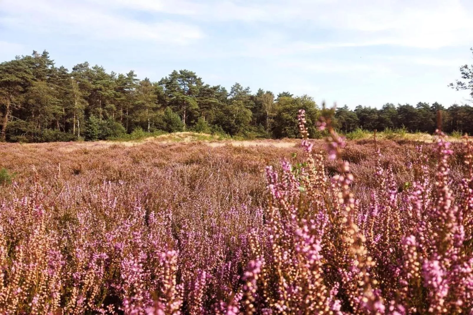 De Weelderik 1-Areas within 20km in summer