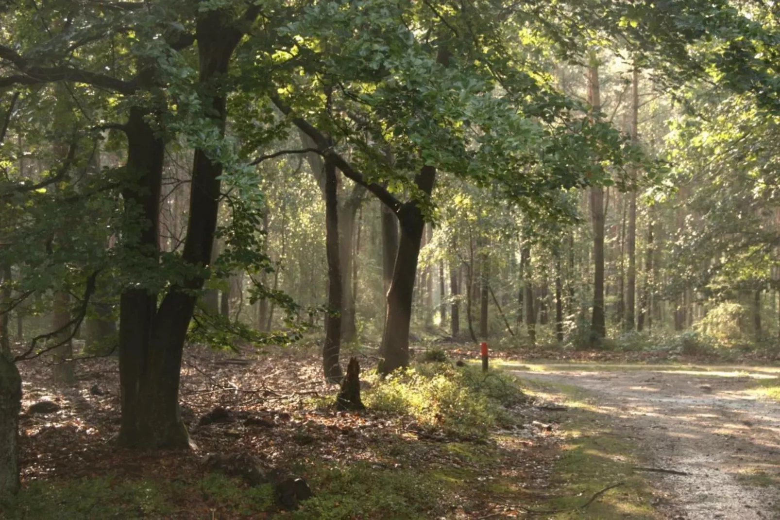 Dwergarend 17-30 - Areas within 20km in summer