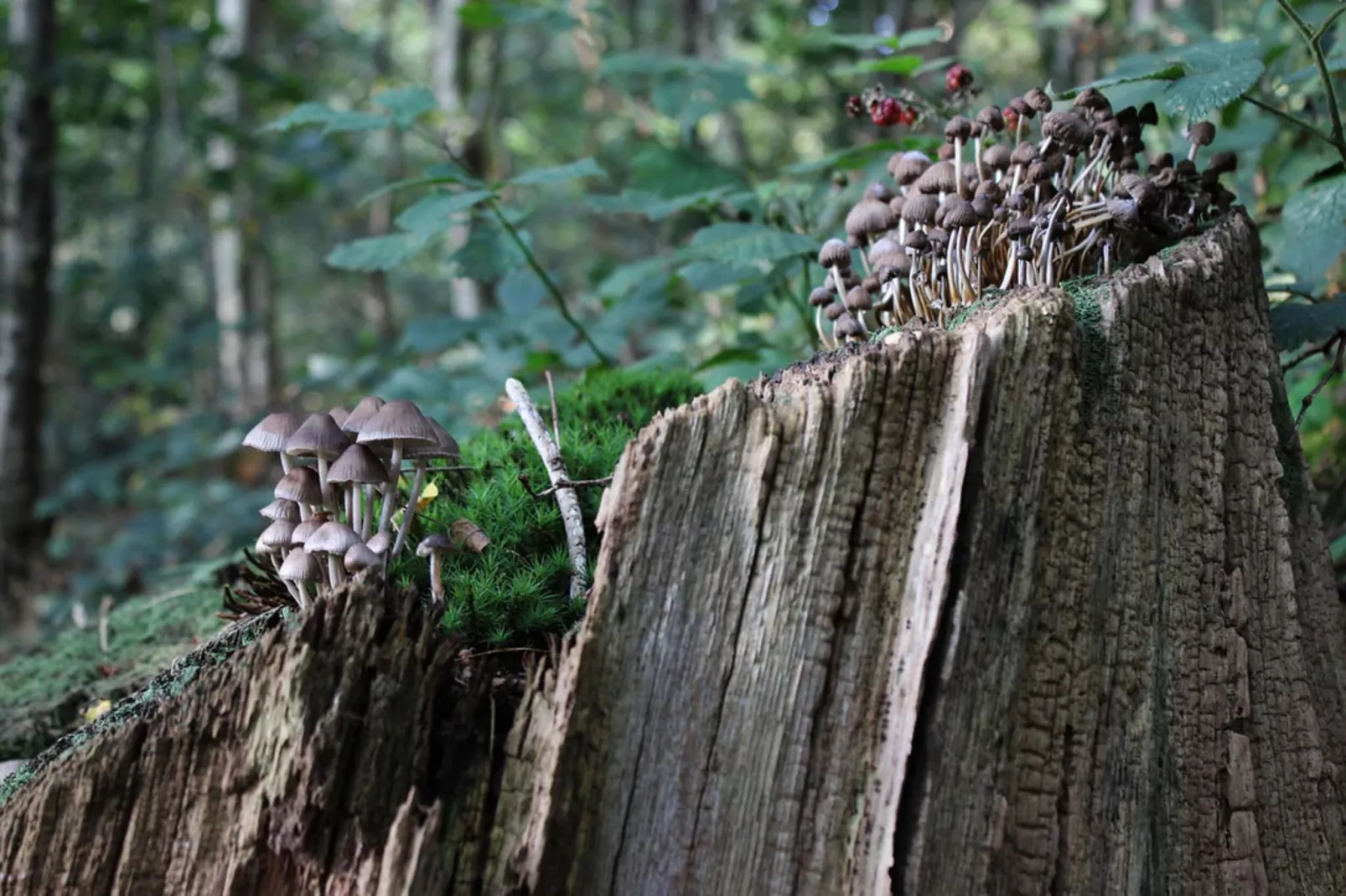 Dwergarend 17-05-Gebiete Sommer 20 km