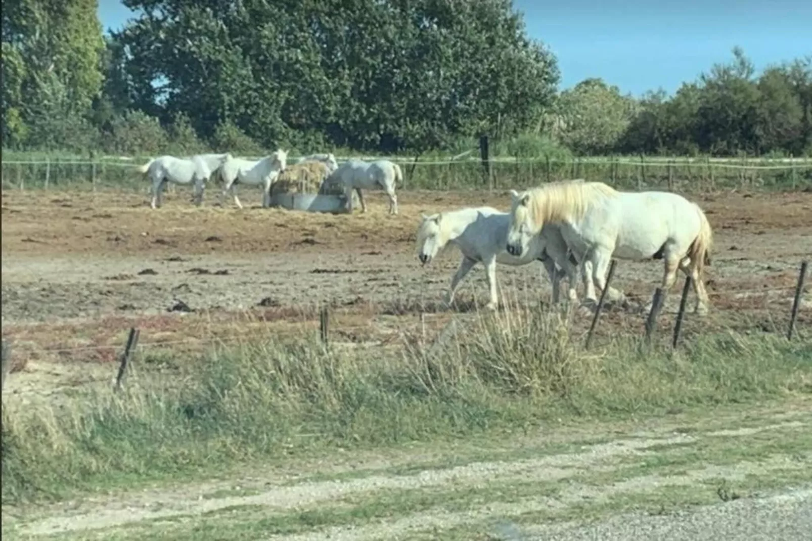 CAP CAMARGUE B N°28 - 2P4-Areas within 20km in summer