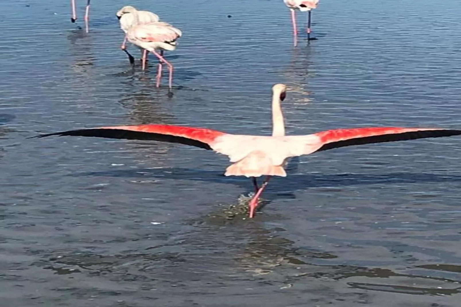 CAP CAMARGUE F N°123 - 3P7-Zones été à 20 km