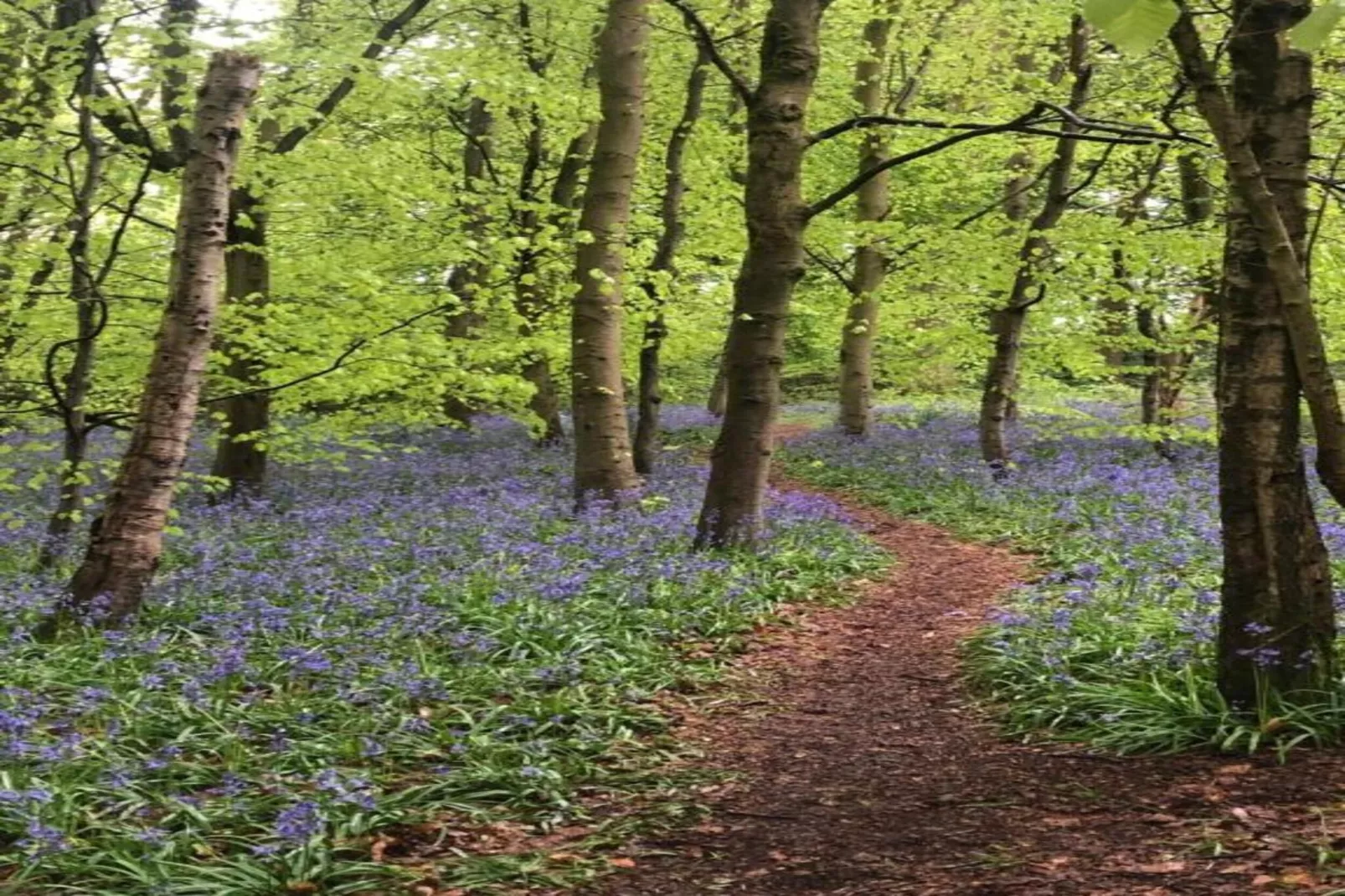 Netley Hall - Lavender-Areas within 5km in summer
