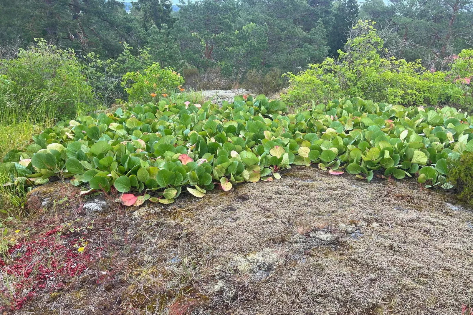 Maison de vacances pour 5 a VÄRMDÖ-Extérieur