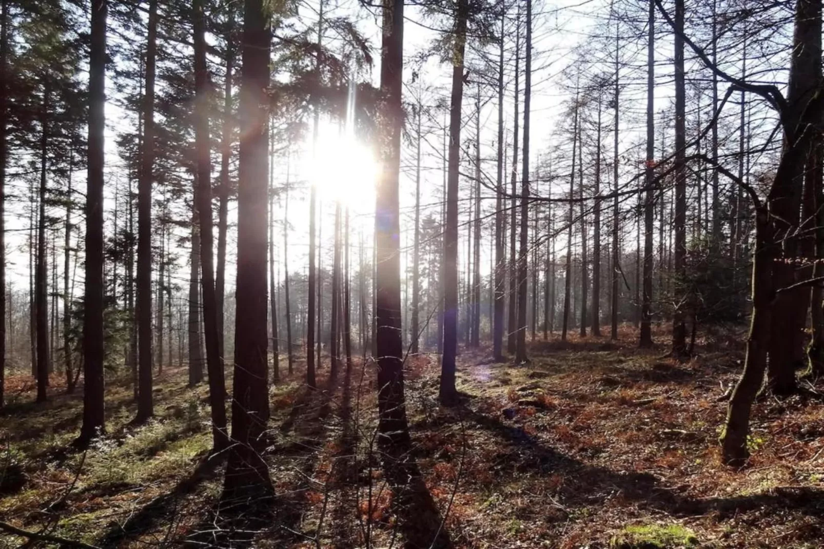 La lavande-Areas within 20km in summer