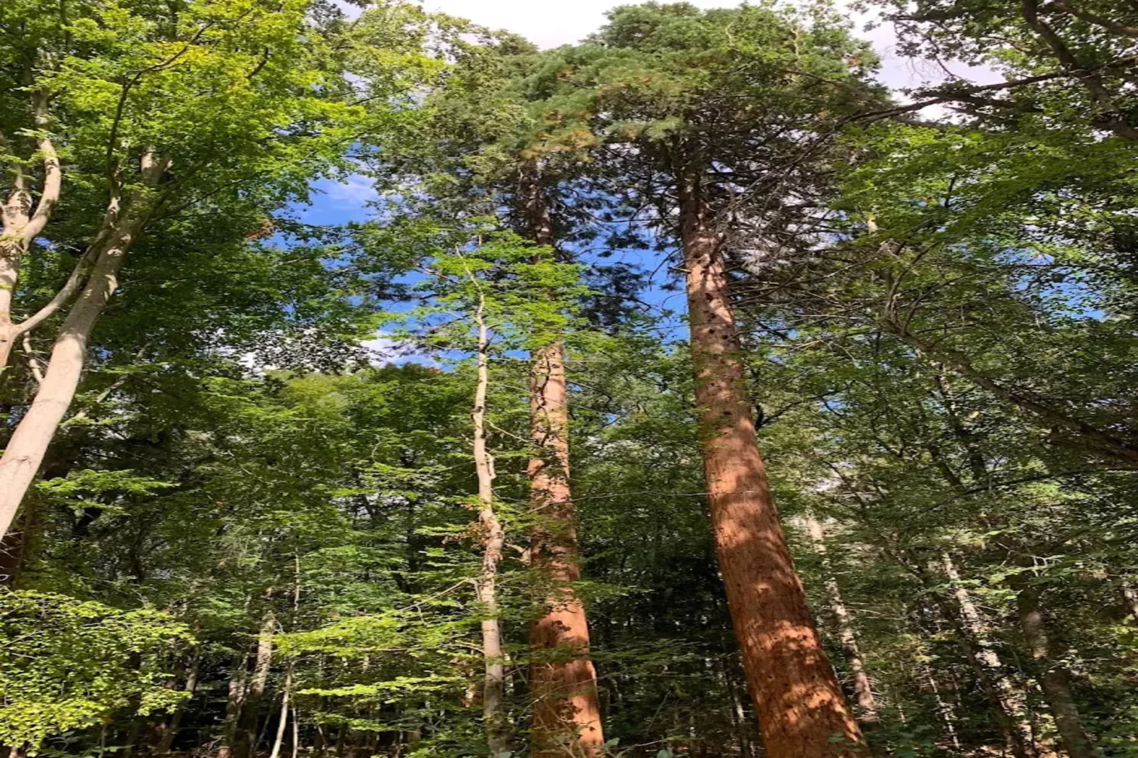 Chalet - 3 Personen-Areas within 20km in summer