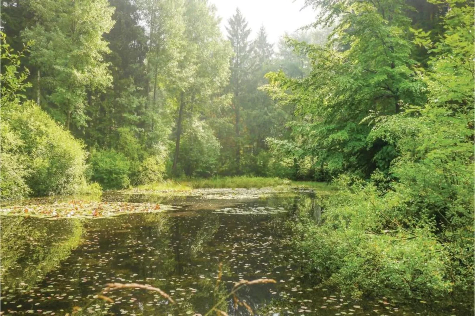 Im Teutoburger Wald-Gebiete Sommer 5 km