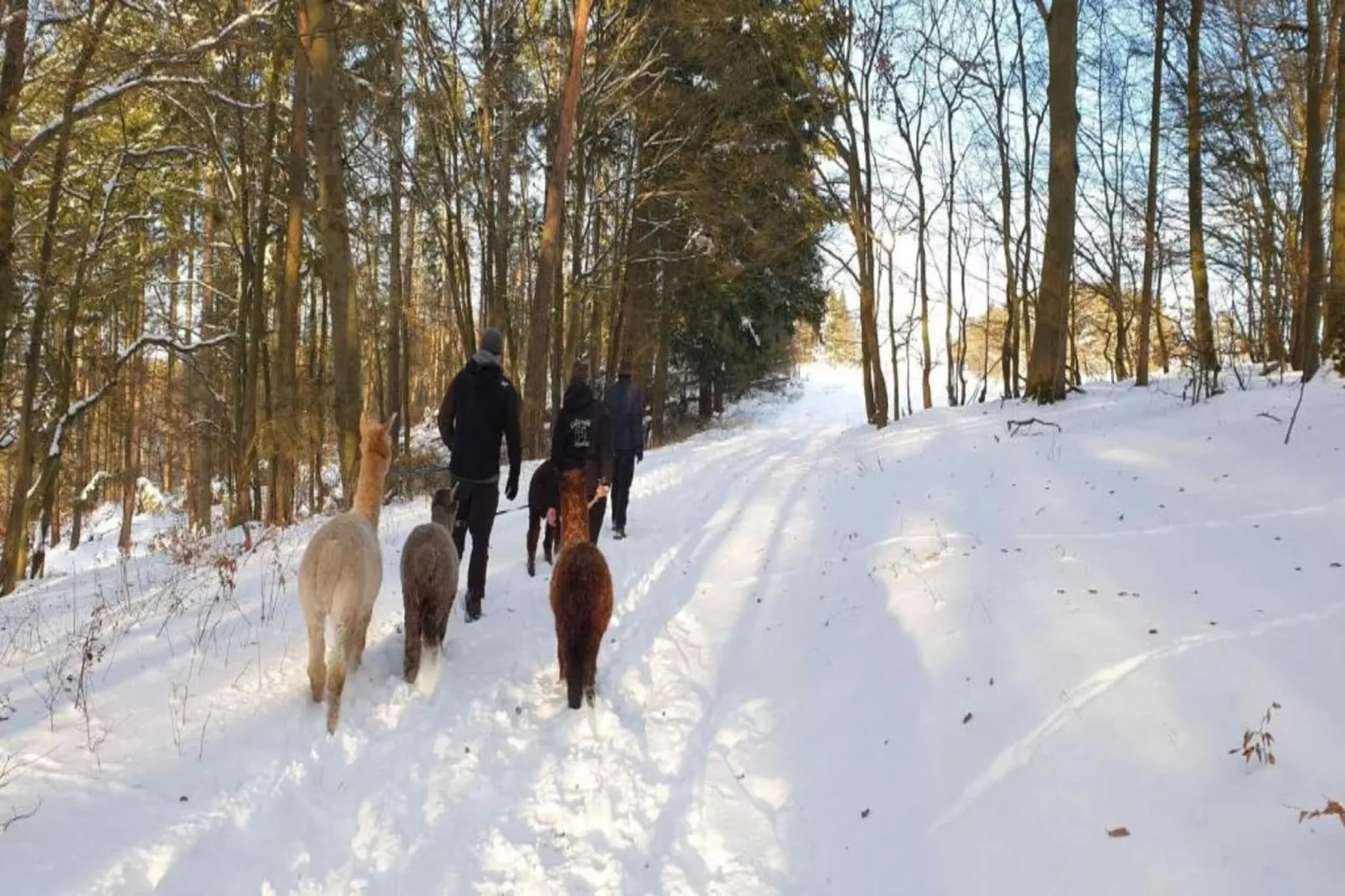 Hülsemann-Area within 5km in winter