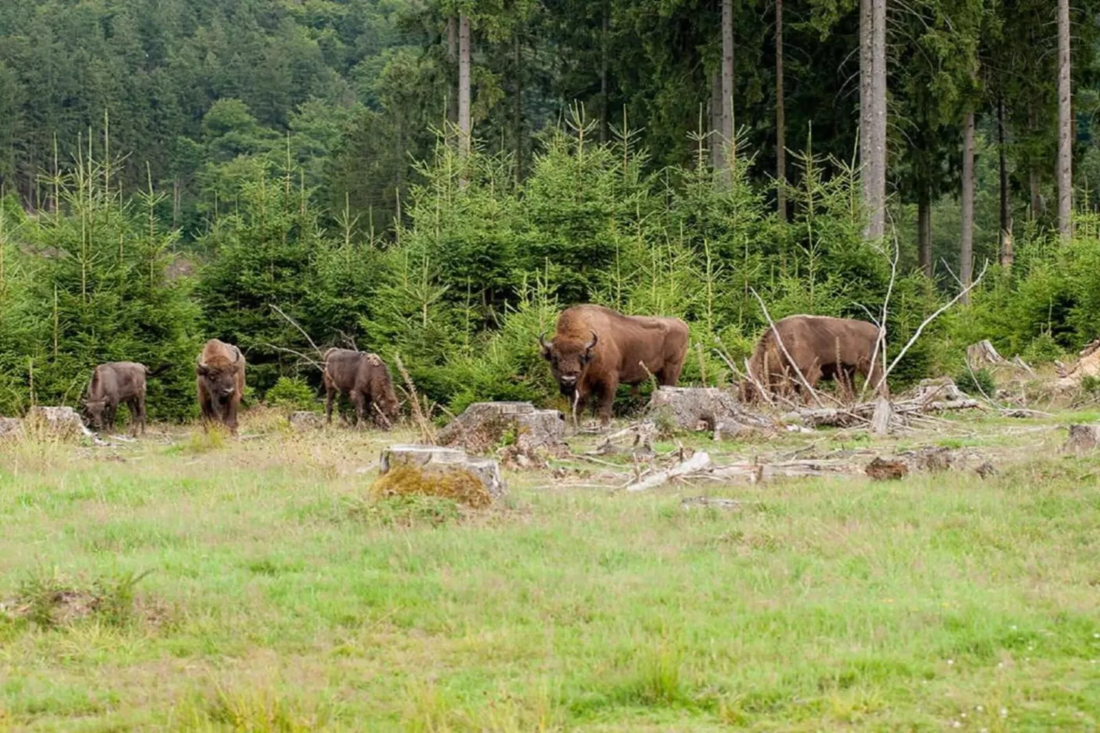 Alpaka-Farm-Areas within 20km in summer