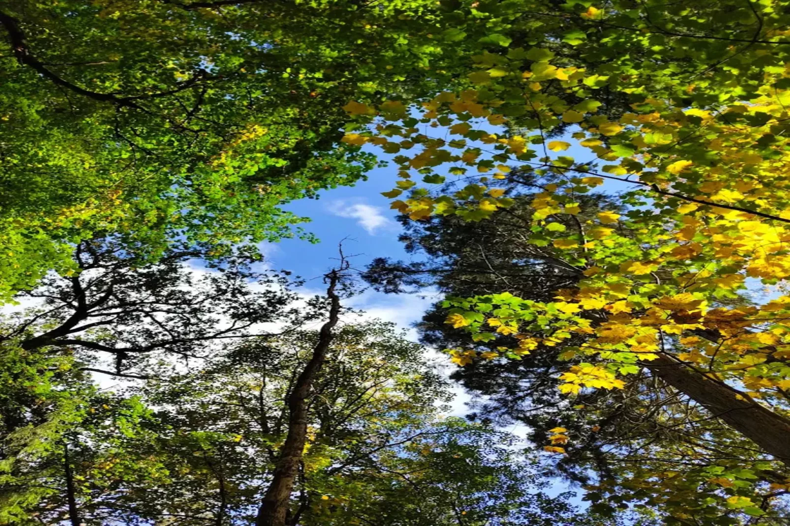 Chalet - 2 Personen-Areas within 5km in summer