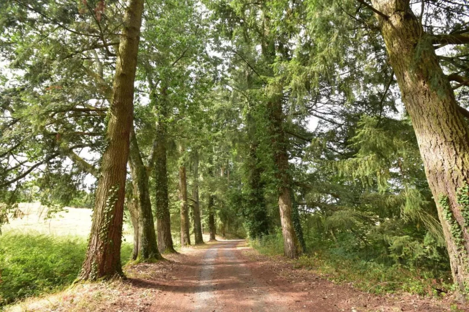 Gite 6 pers Bellevue - Le-Chardonneret-Zones été à 20 km
