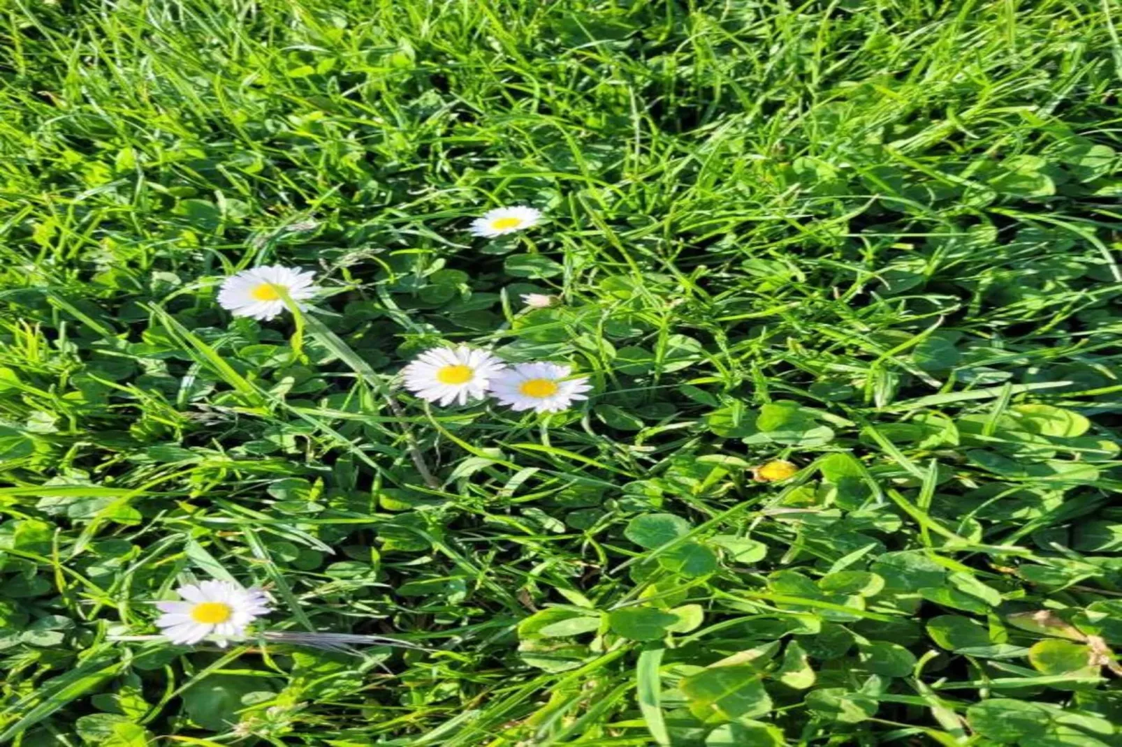Les Plantiers-Gebiete Sommer 20 km