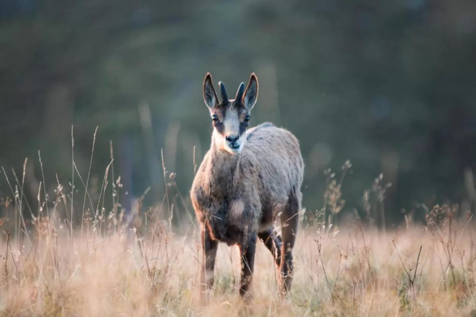 Le Renard-Areas within 20km in summer