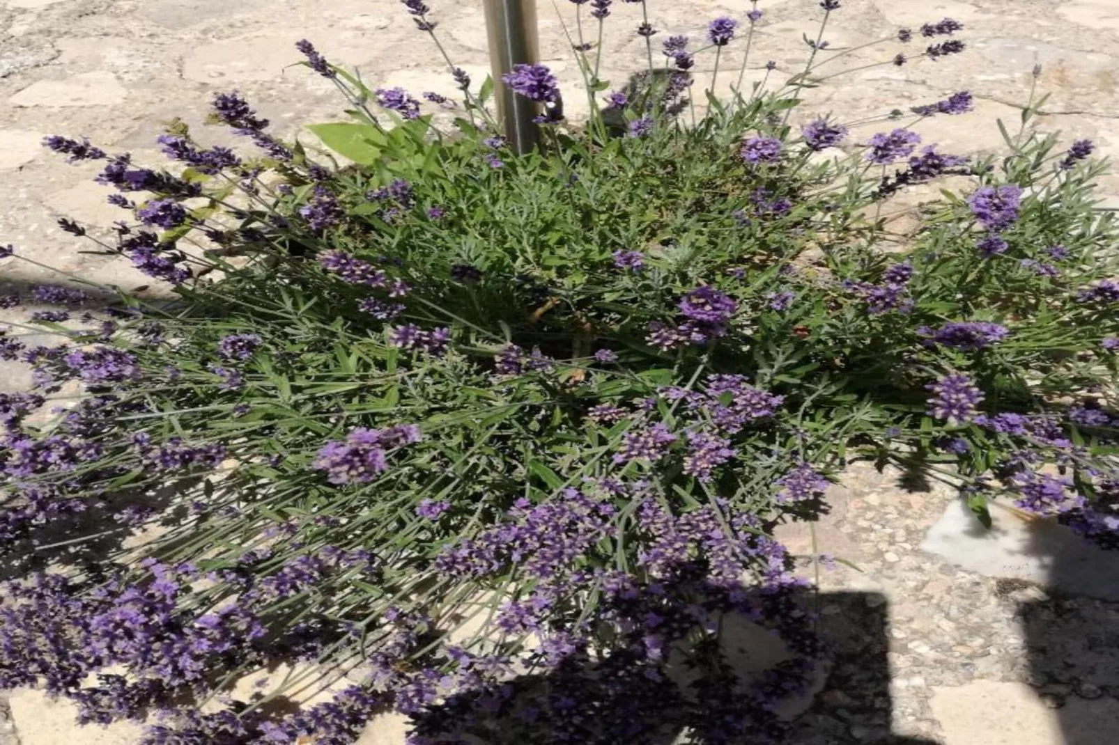 Drnis Dream-Ambiance