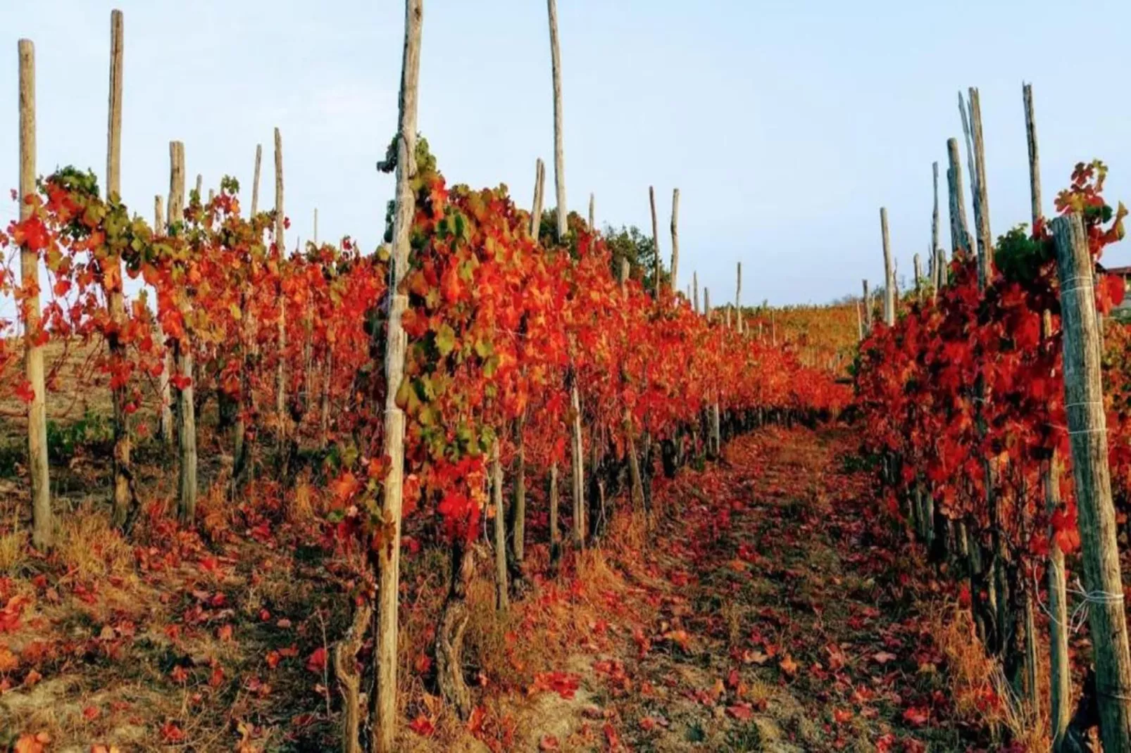 Barolo-Areas within 20km in summer