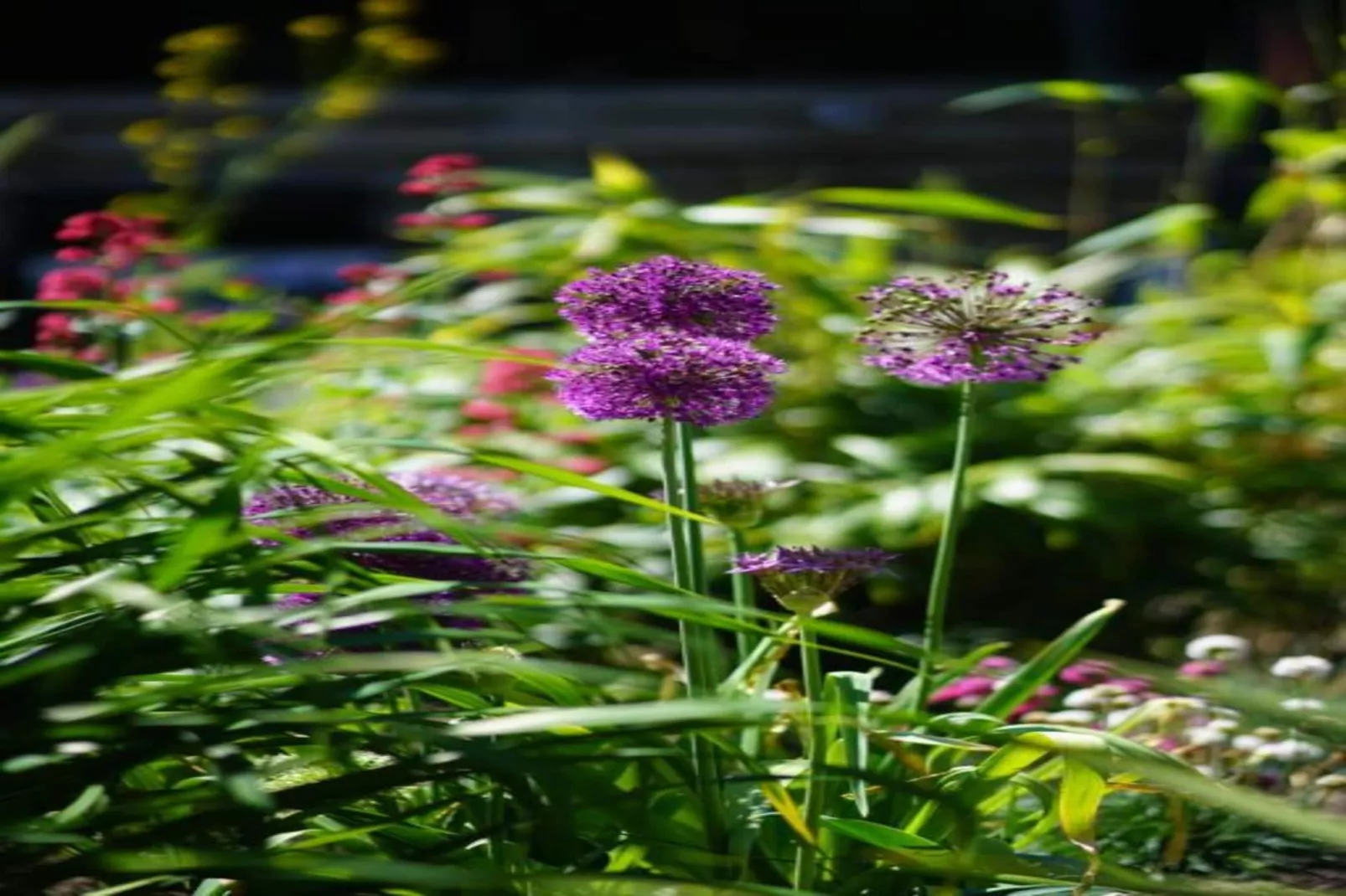 Residentie Californië 9-Zones été à 20 km