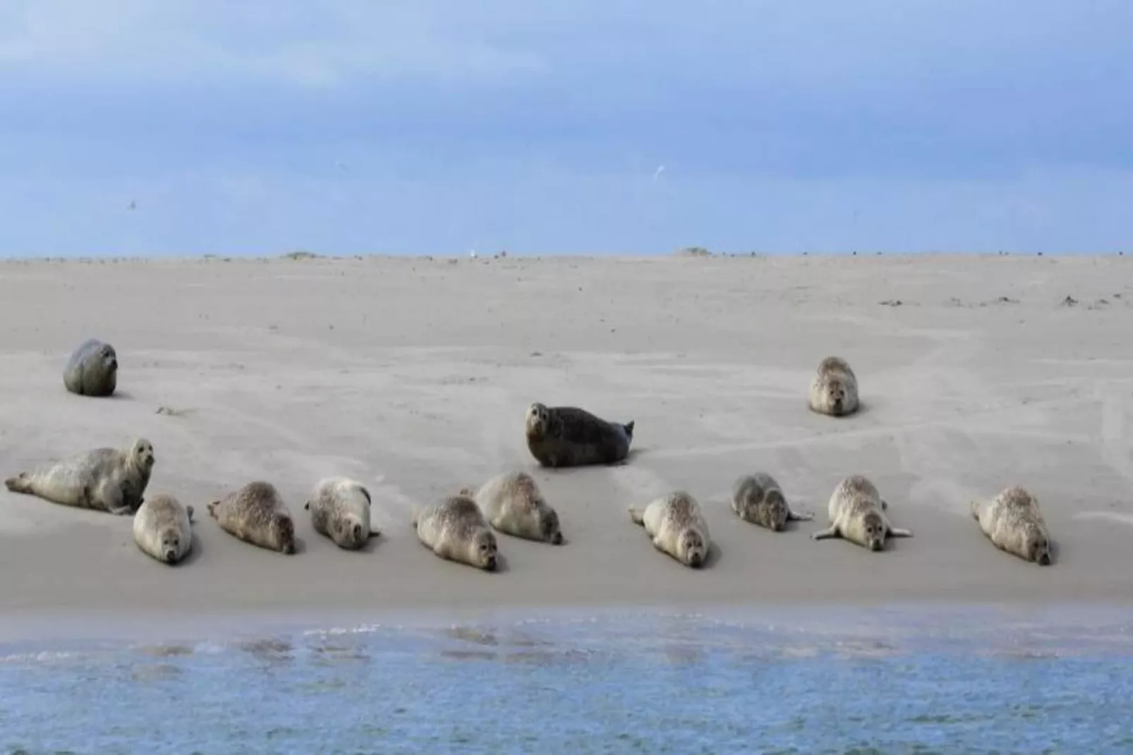 Residentie Californië 1-Zones été à 20 km