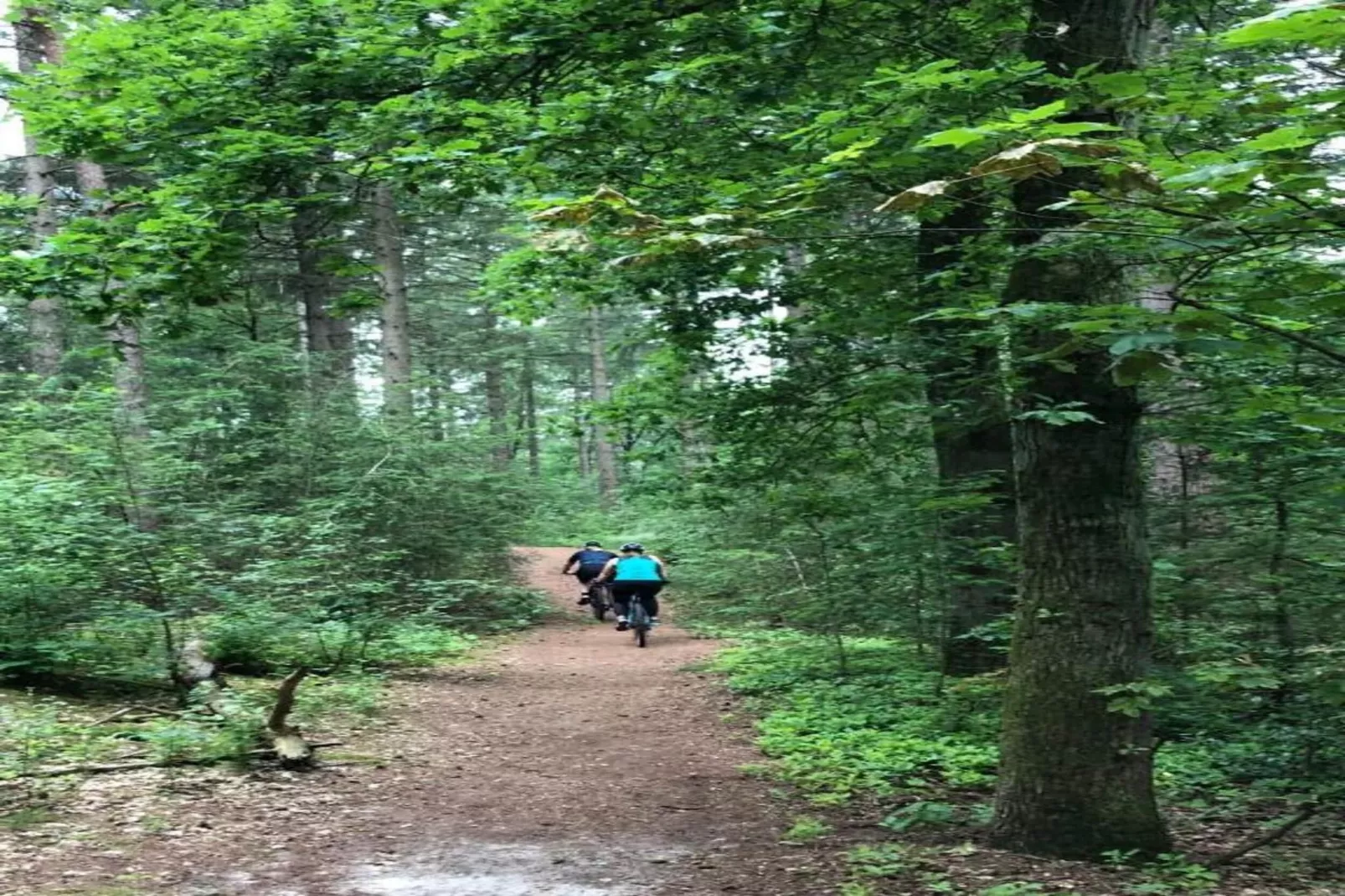 Bospark 't Wolfsven 18-Gebiete Sommer 5 km
