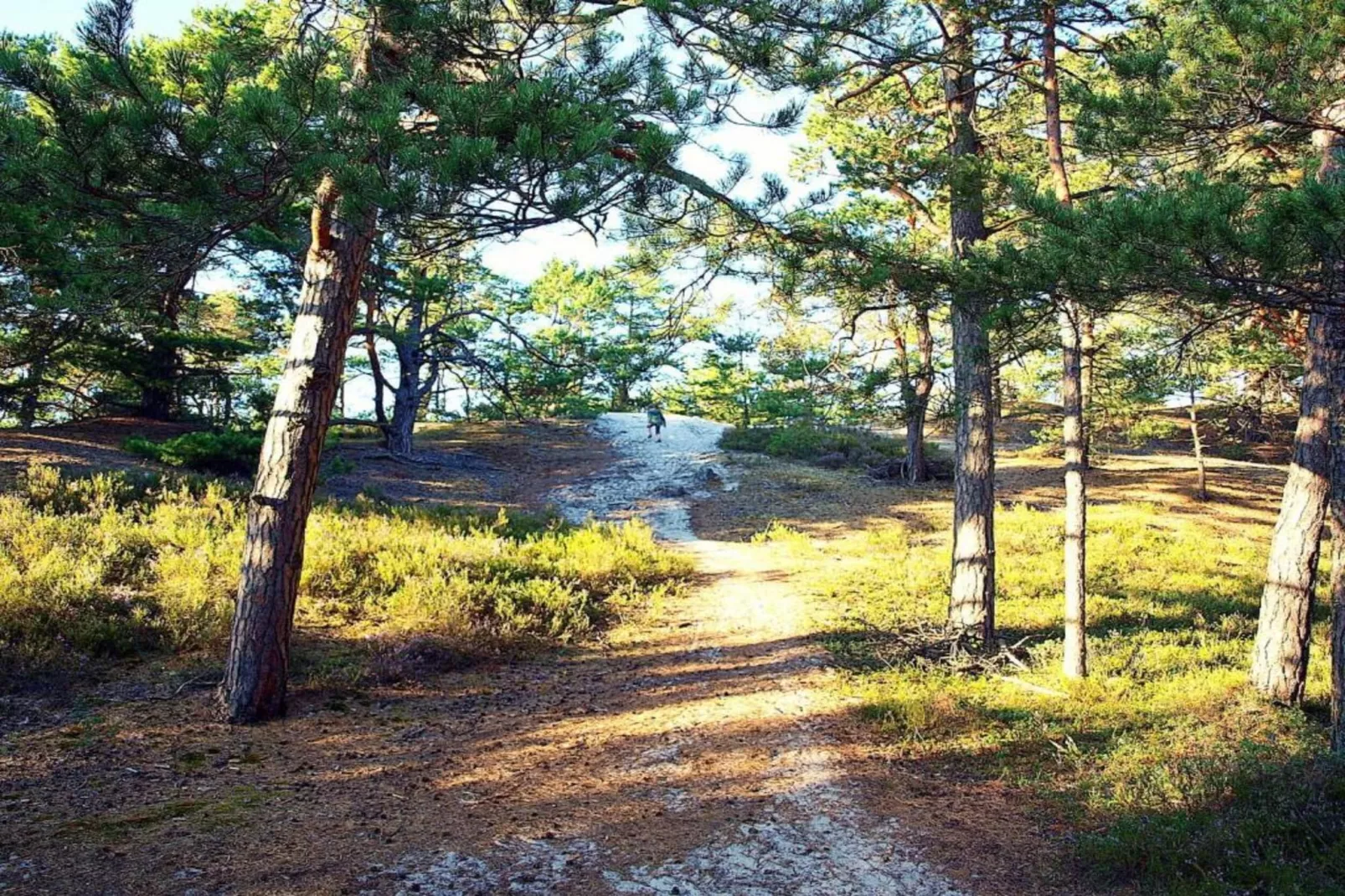 House among beautiful forests-Areas within 5km in summer